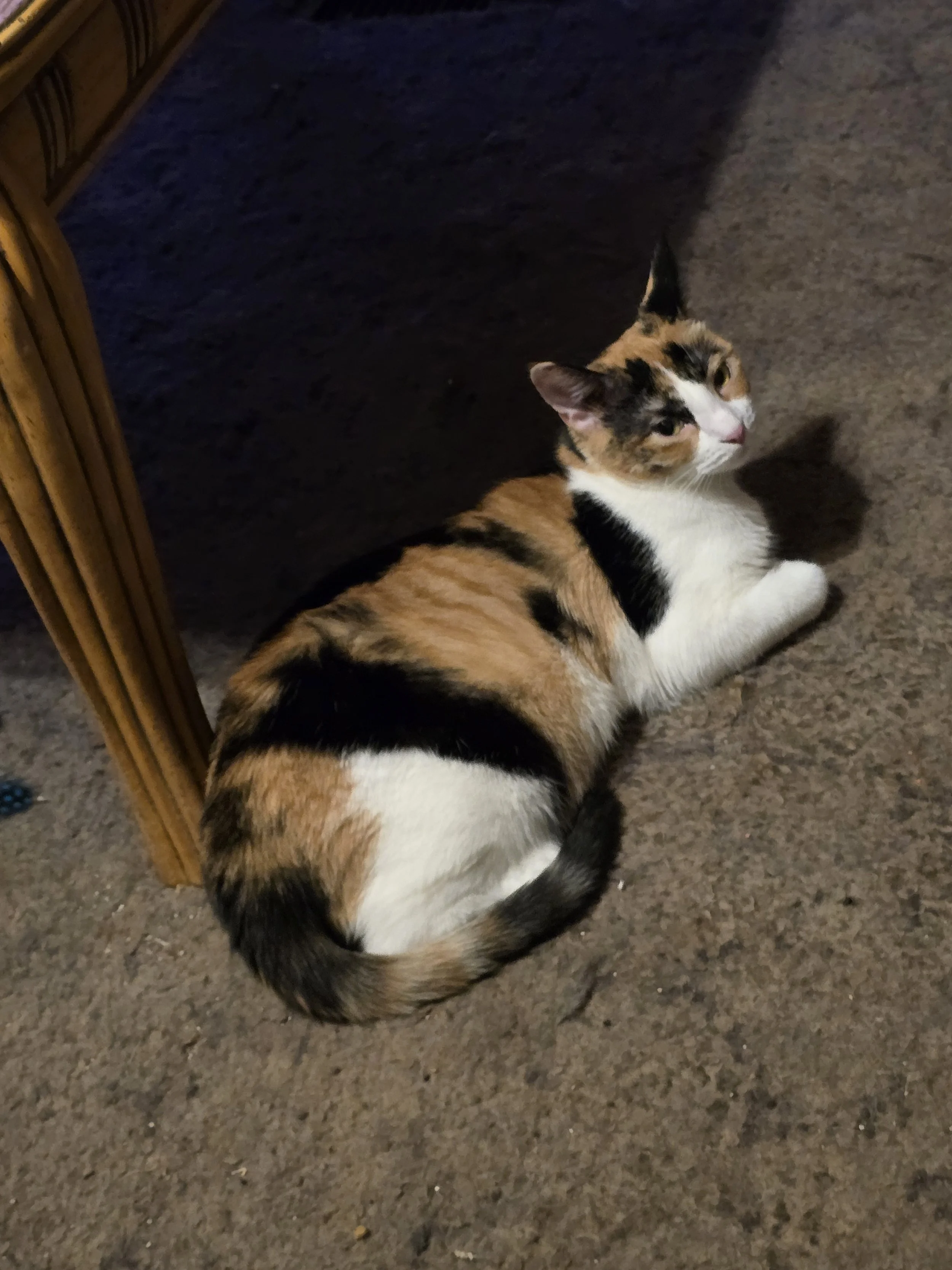 Tiny Tales:  Fern the Watcher, Speck the Sleepy Star