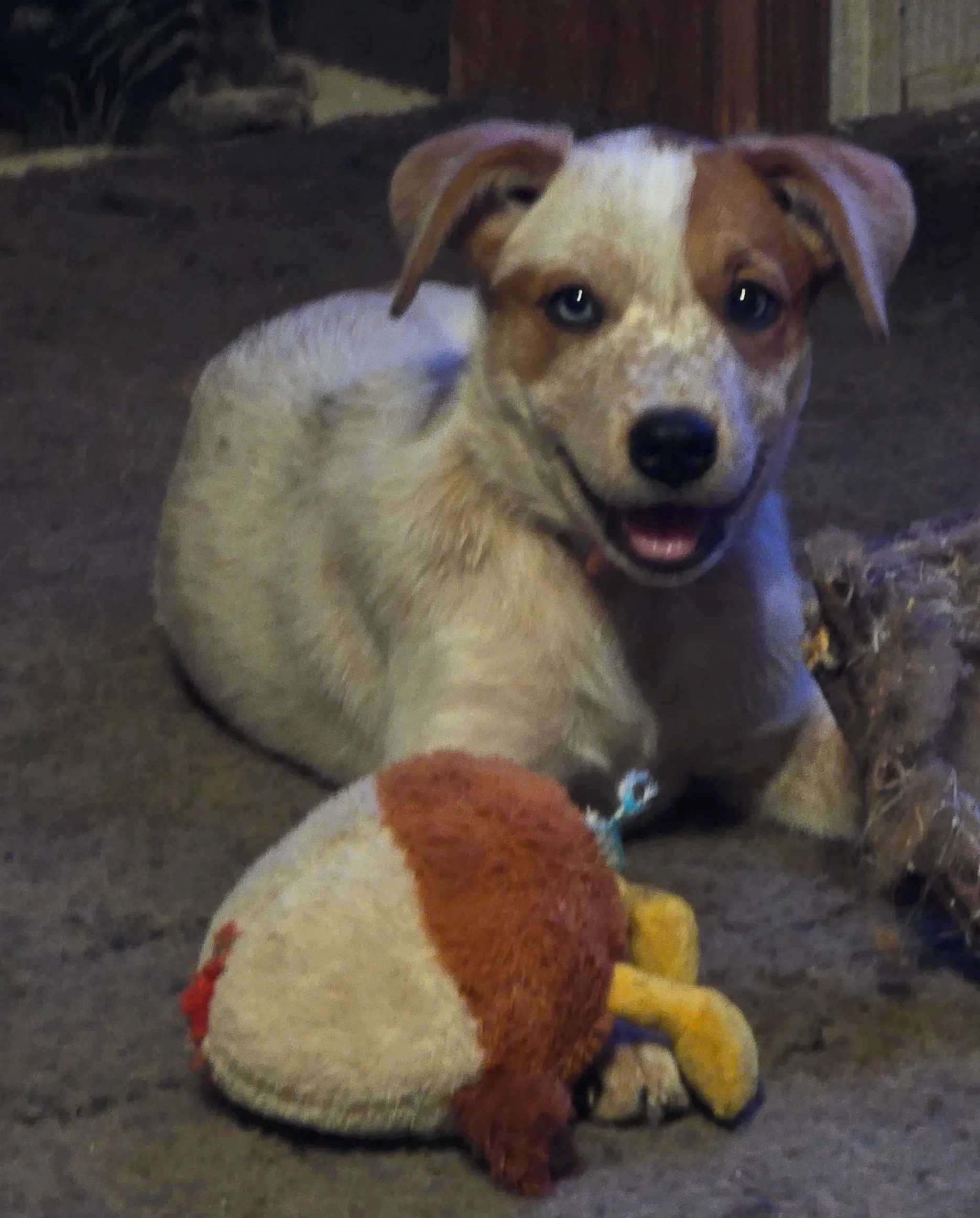 Entry of Mocha, the Chaos Muppet
