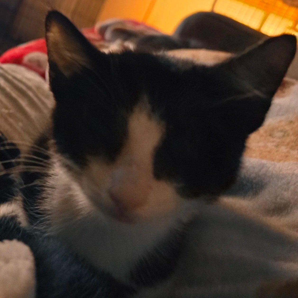 black and white tuxedo cat backlit by a candle looking confidently