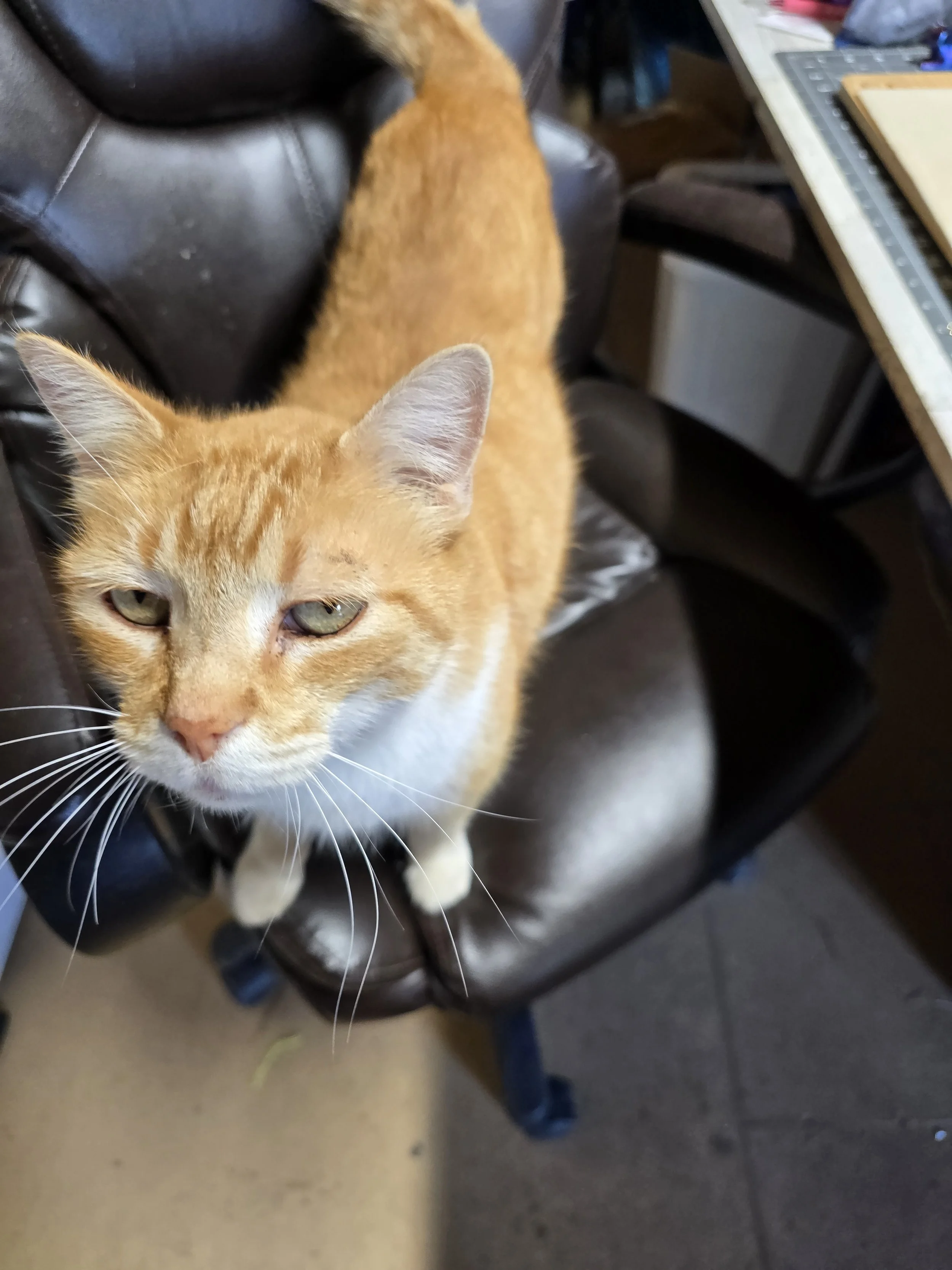 orange cat in faux leather chair