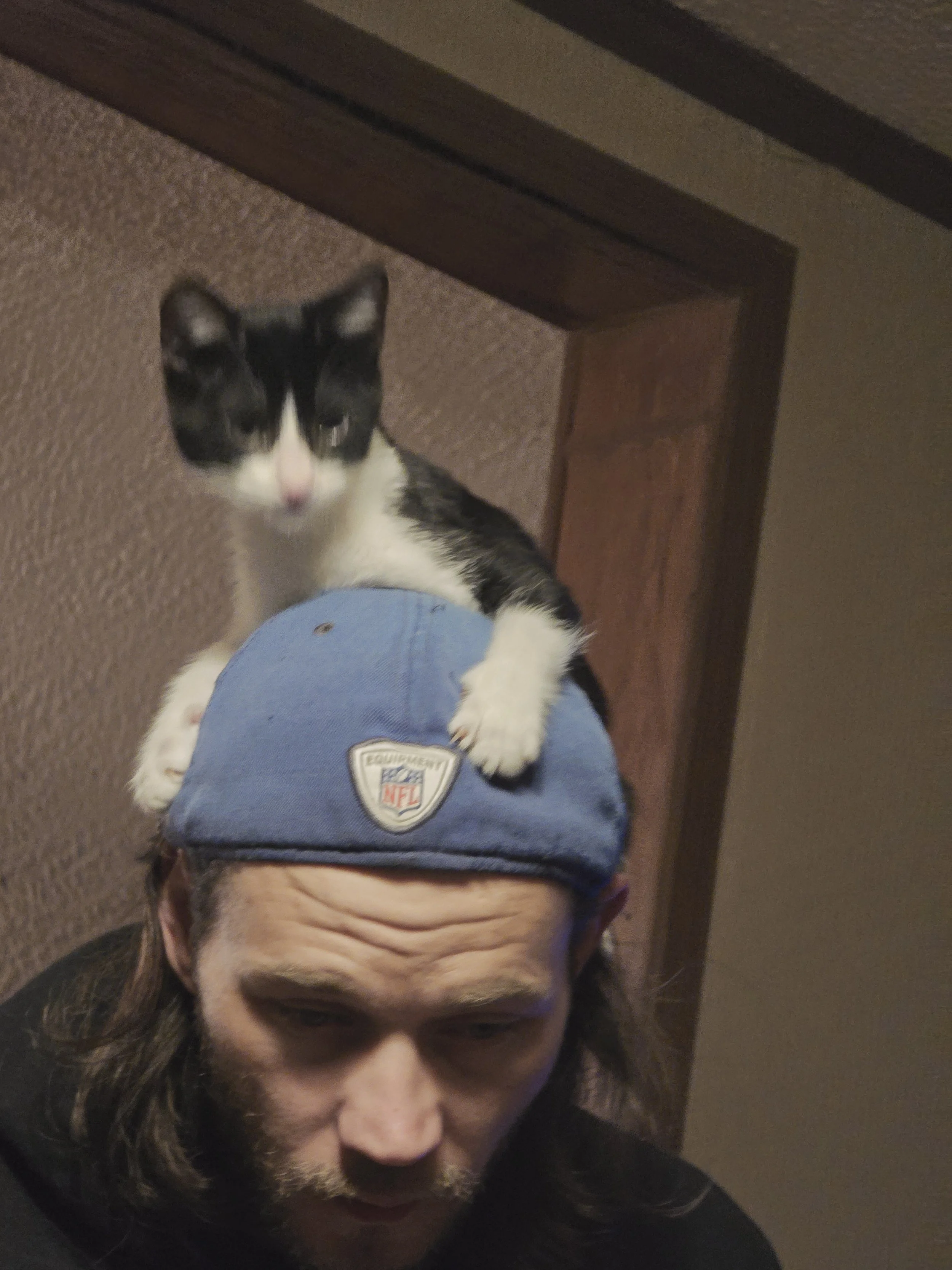 black and white tuxedo cat sitting with front two paws around a blue hat on a persons head