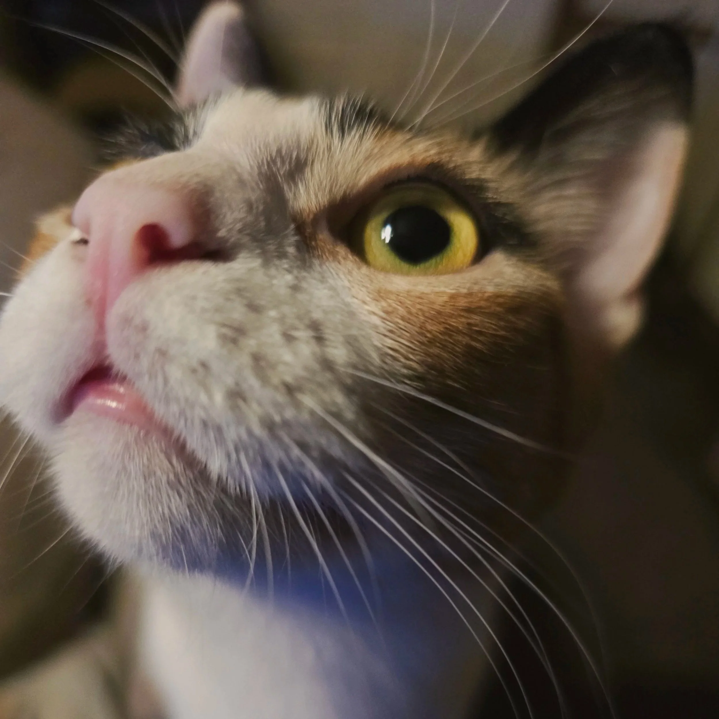 calico cat looking upward wide alert eyes pink nose
