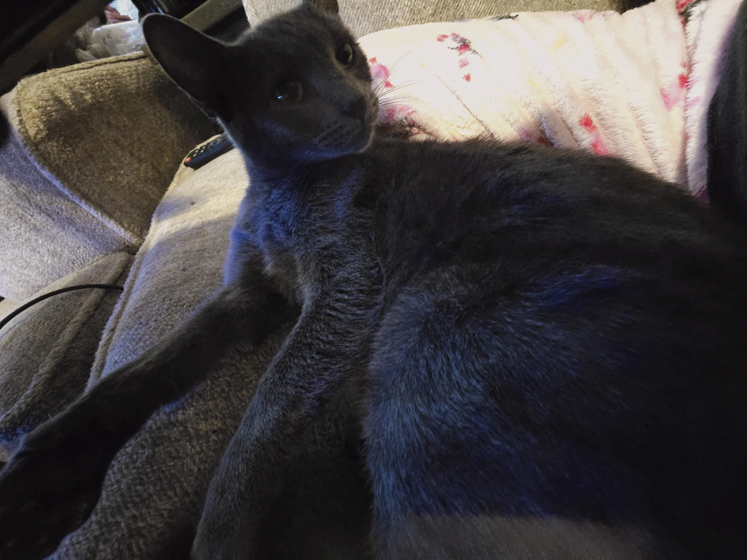 solid gray cat slightly curled in resting postion looking with eyes alert