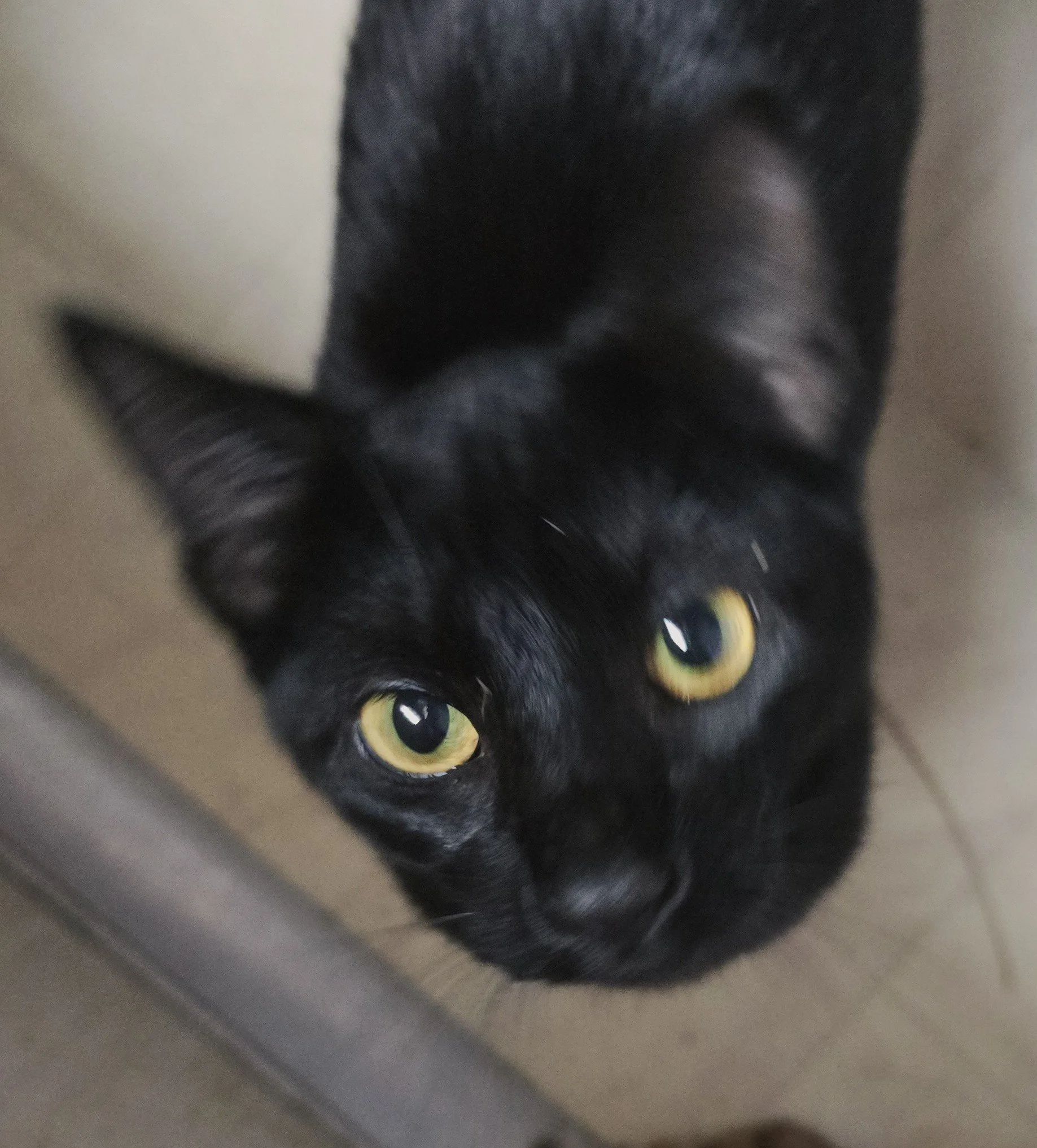 black cat with bright yellow eyes looking up