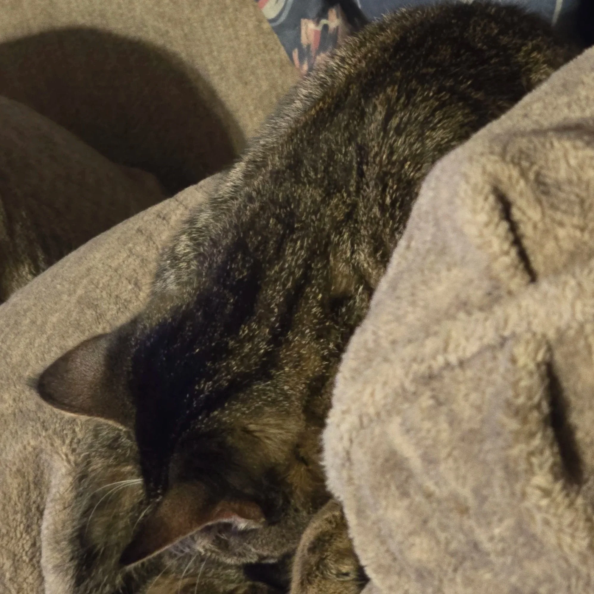 Small gray tabby kitten with soft stripes draped over a light gray pillow