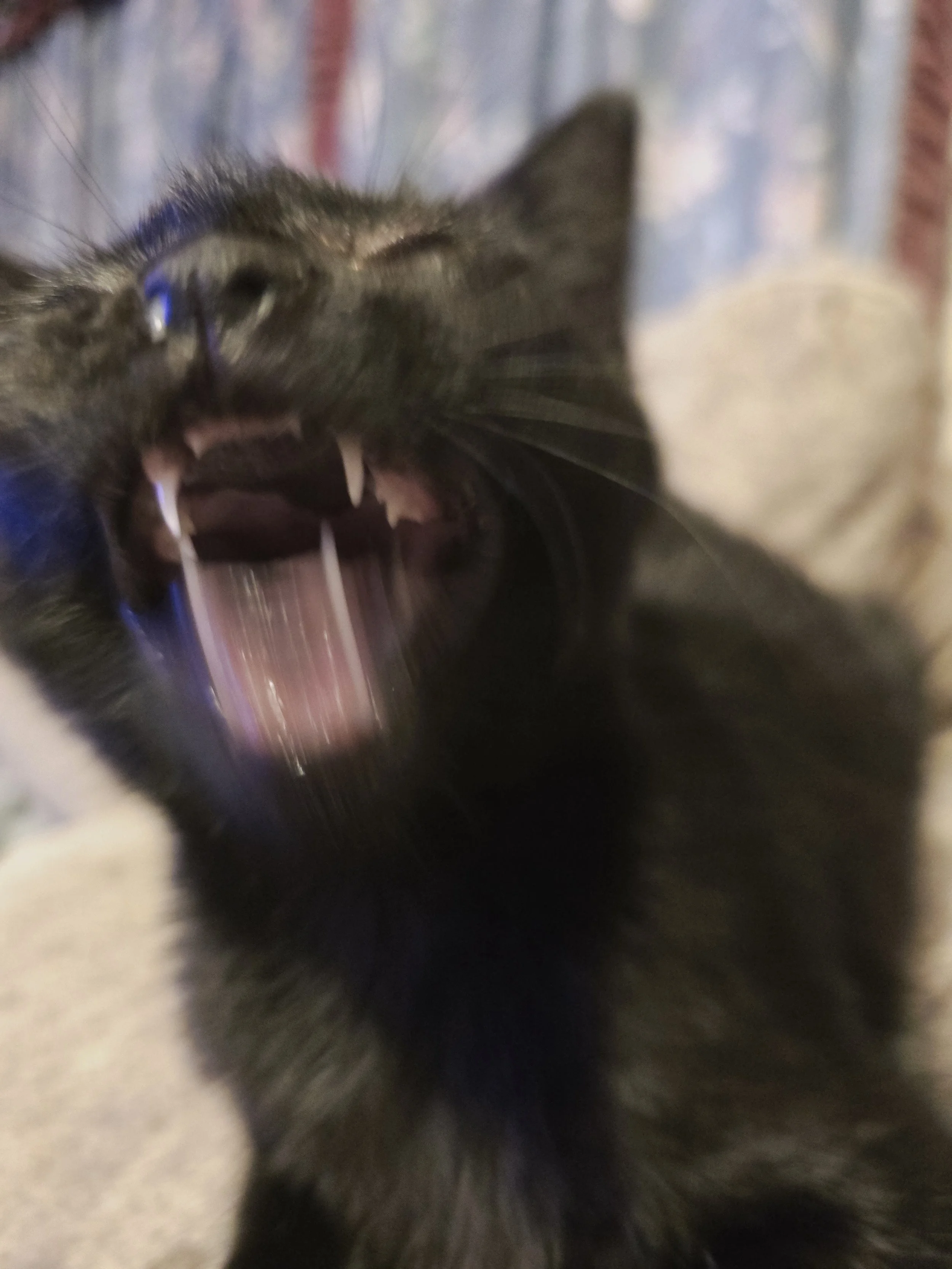 Black cat with expressive face, shown mid-meow like a dramatic child protest — “awww maaaa!” — full of personality and spark.