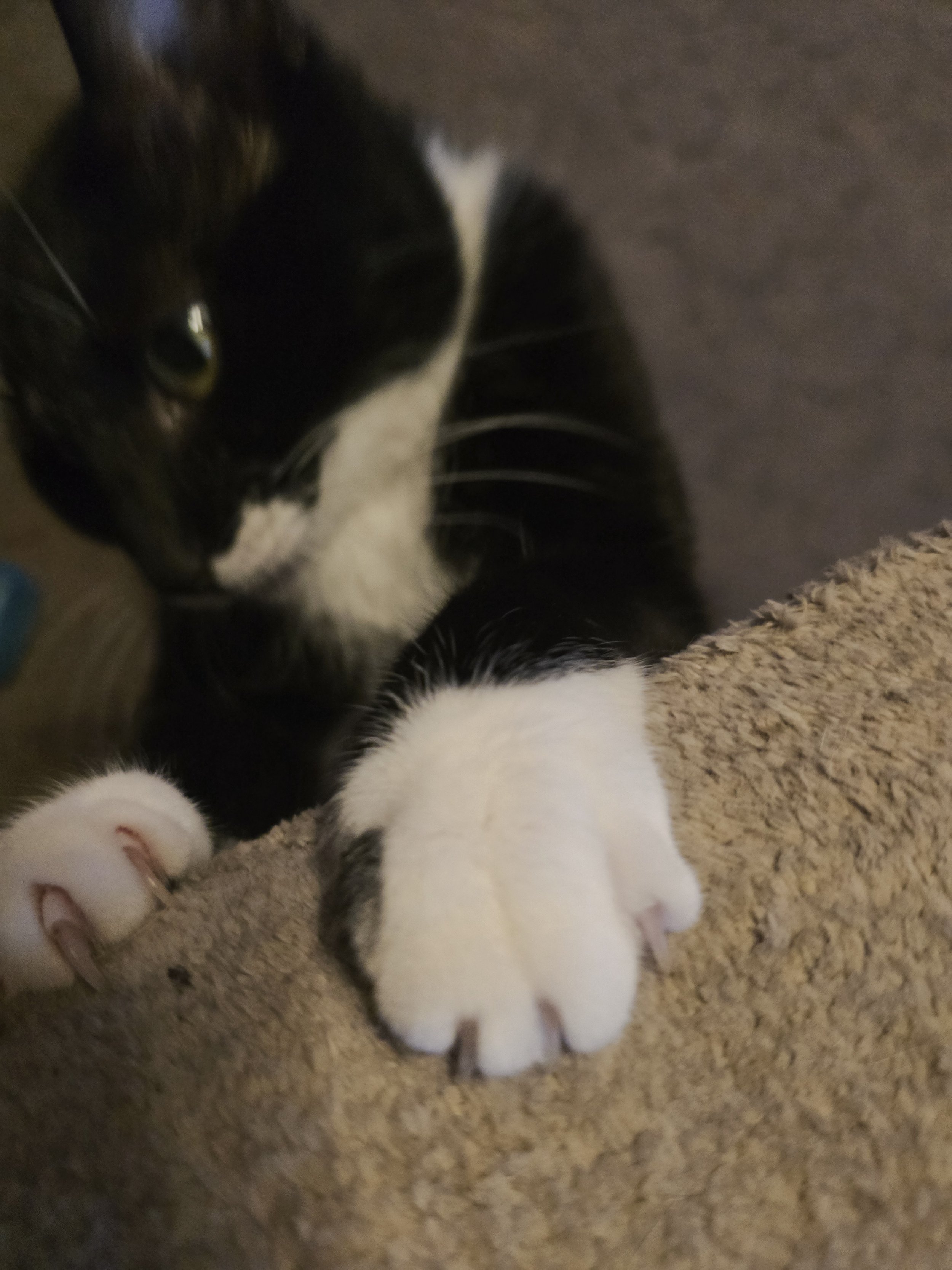 Tuxedo cat Bam with white boots, mittens, and a distinctive thumb marking.