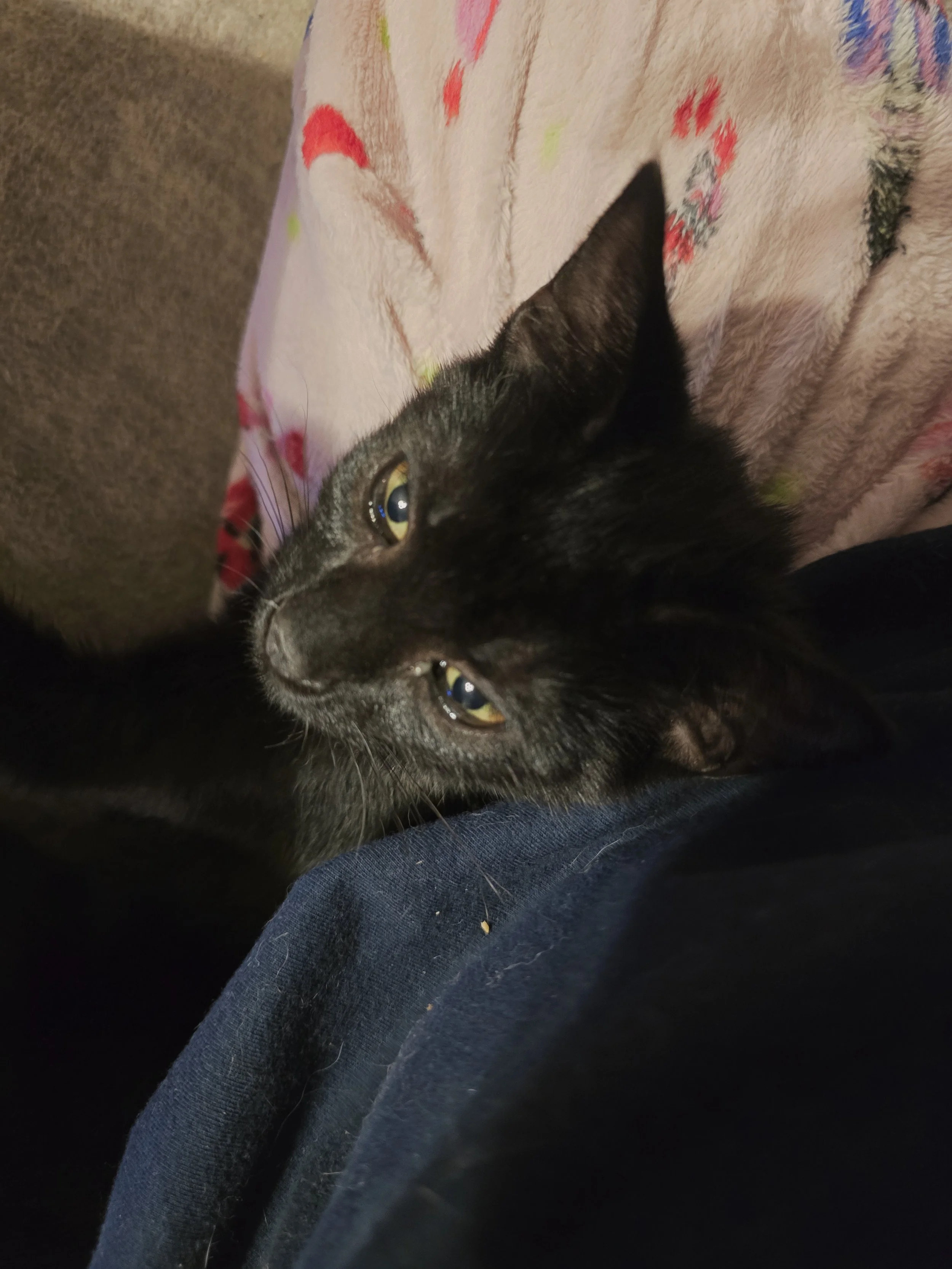 Speck in her sacred nest—wrapped in warmth, eyes bright, too grown to be a kitten.