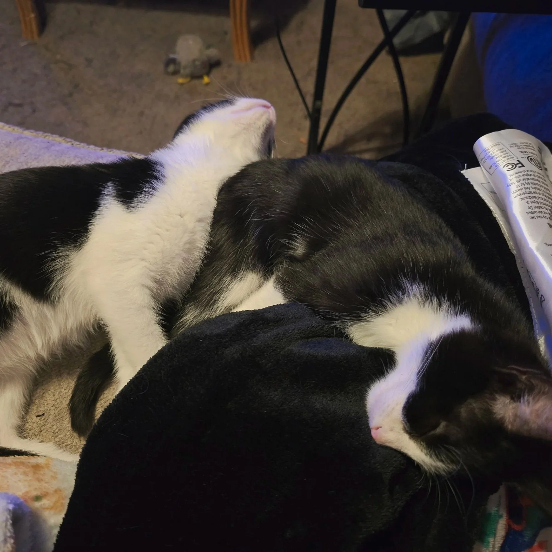Two tuxedo cats stacked together in a cozy sleeping pile, black‑and‑white fur intertwined