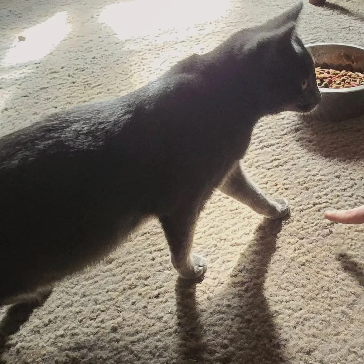 solid gray cat walking through a sunbeam