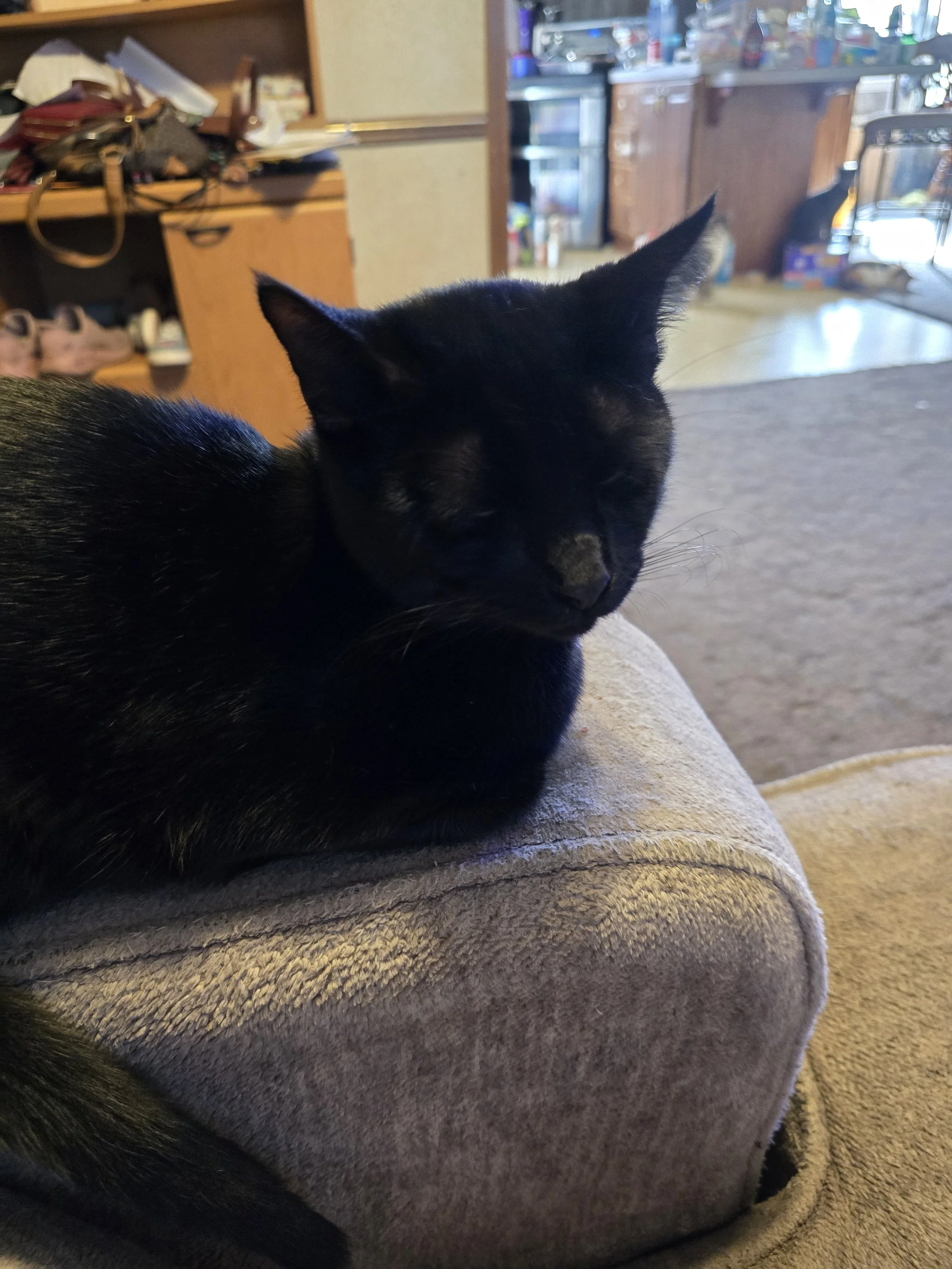 Black cat with sleek dark fur, captured in a quiet, shadowed resting pose