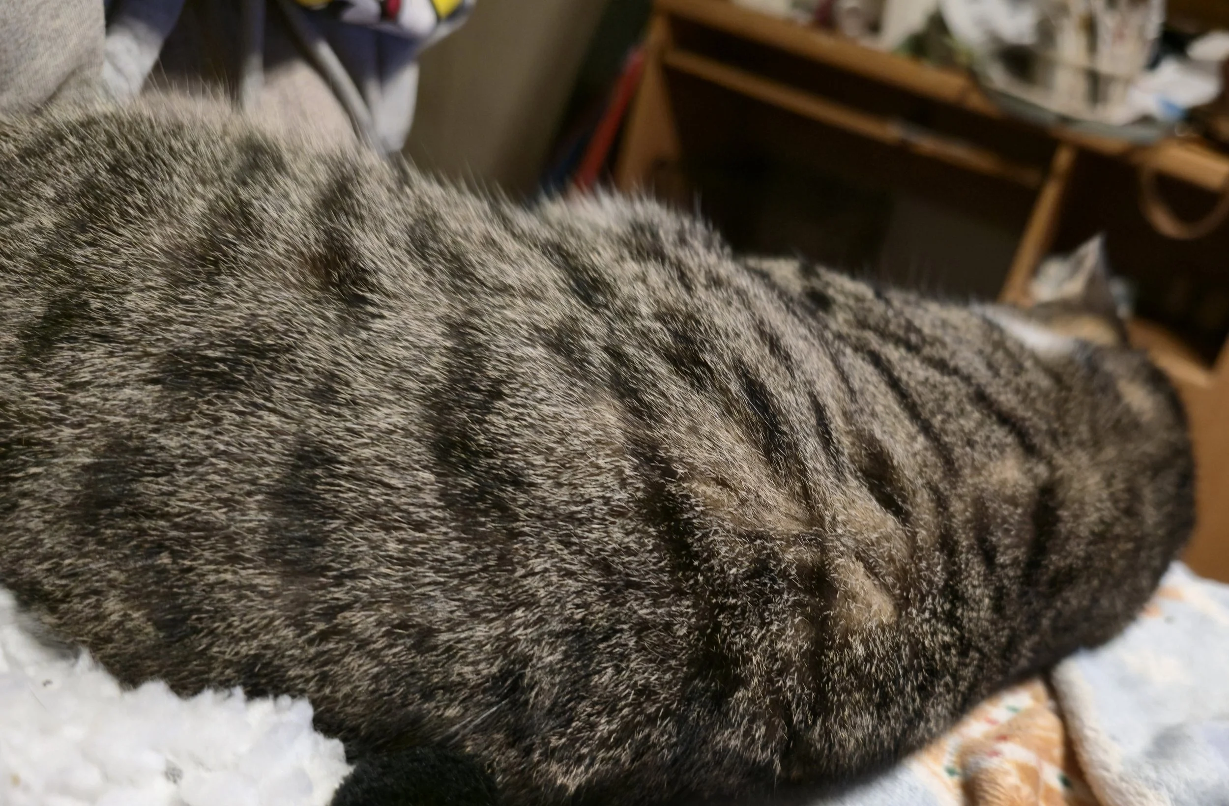 Gray tabby cat with bold stripes