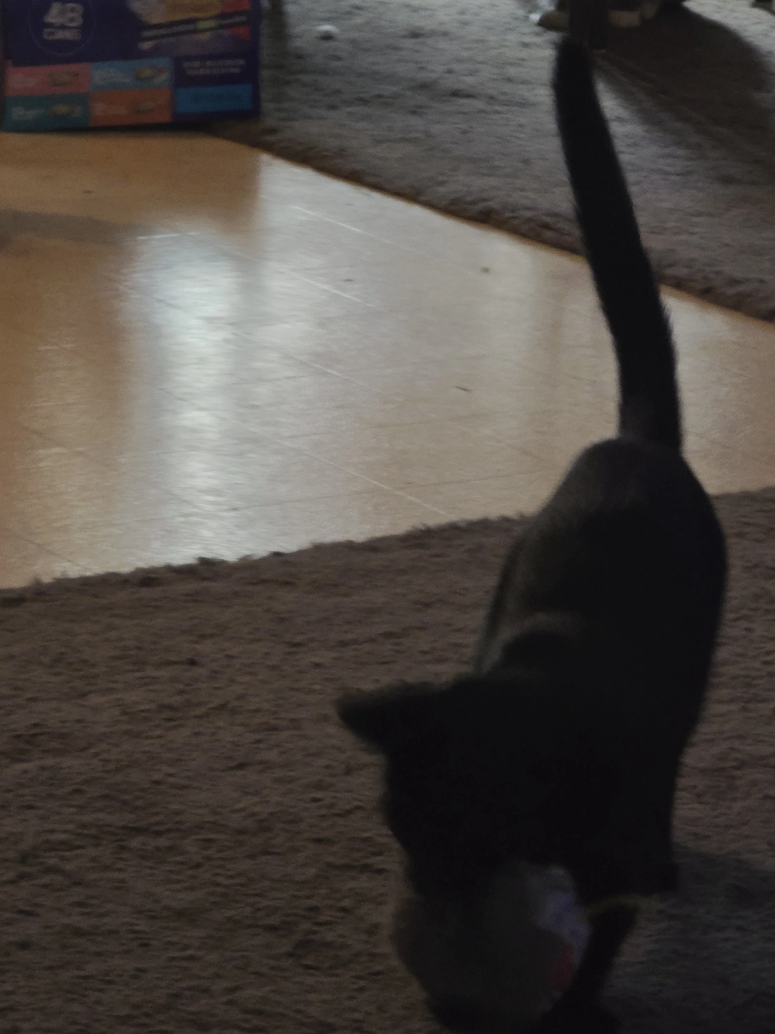 black cat carrying fuzzy bird cat toy