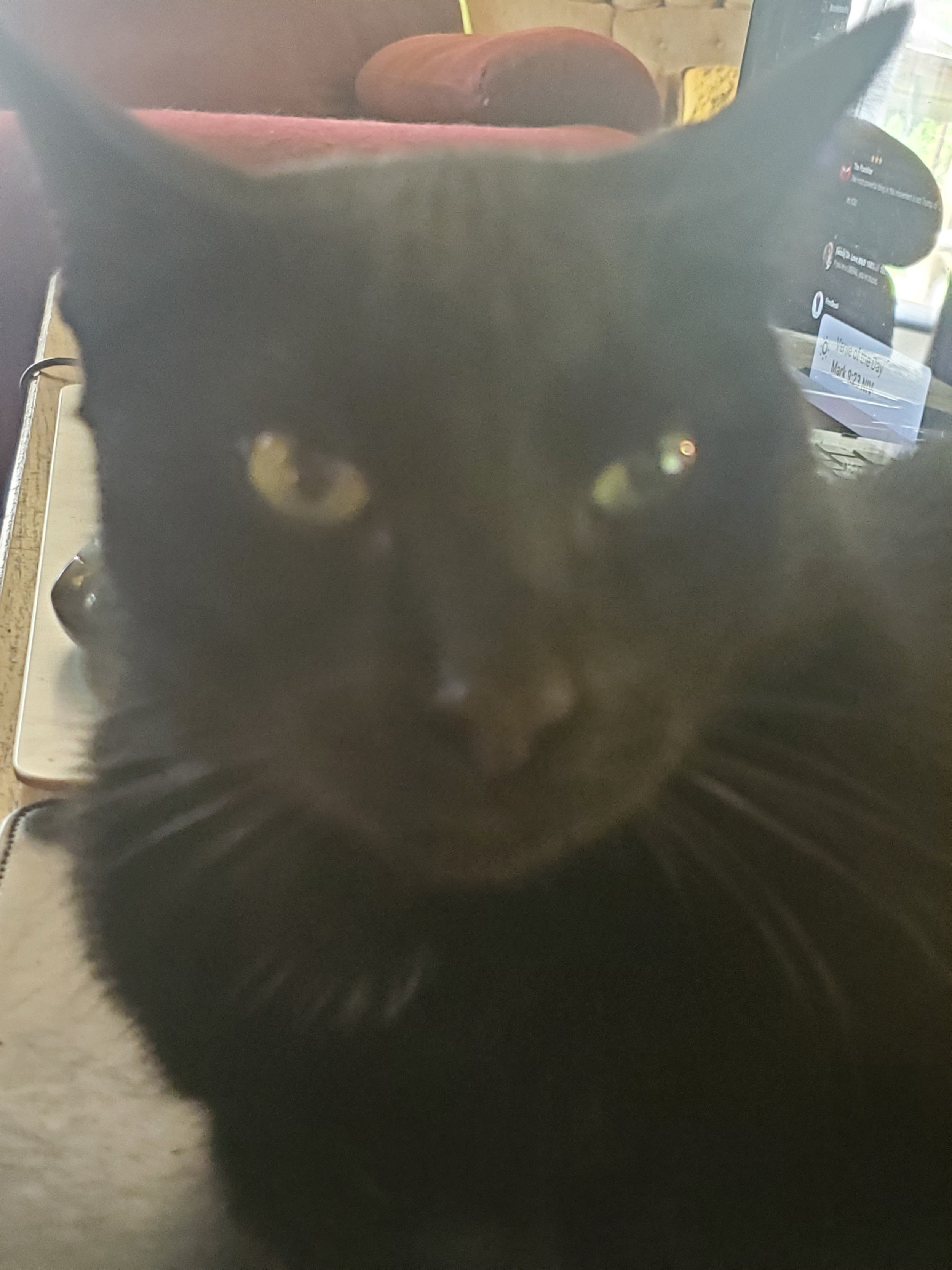 Black cat with wise, intense eyes, sitting calmly as if aware of unseen realms.”