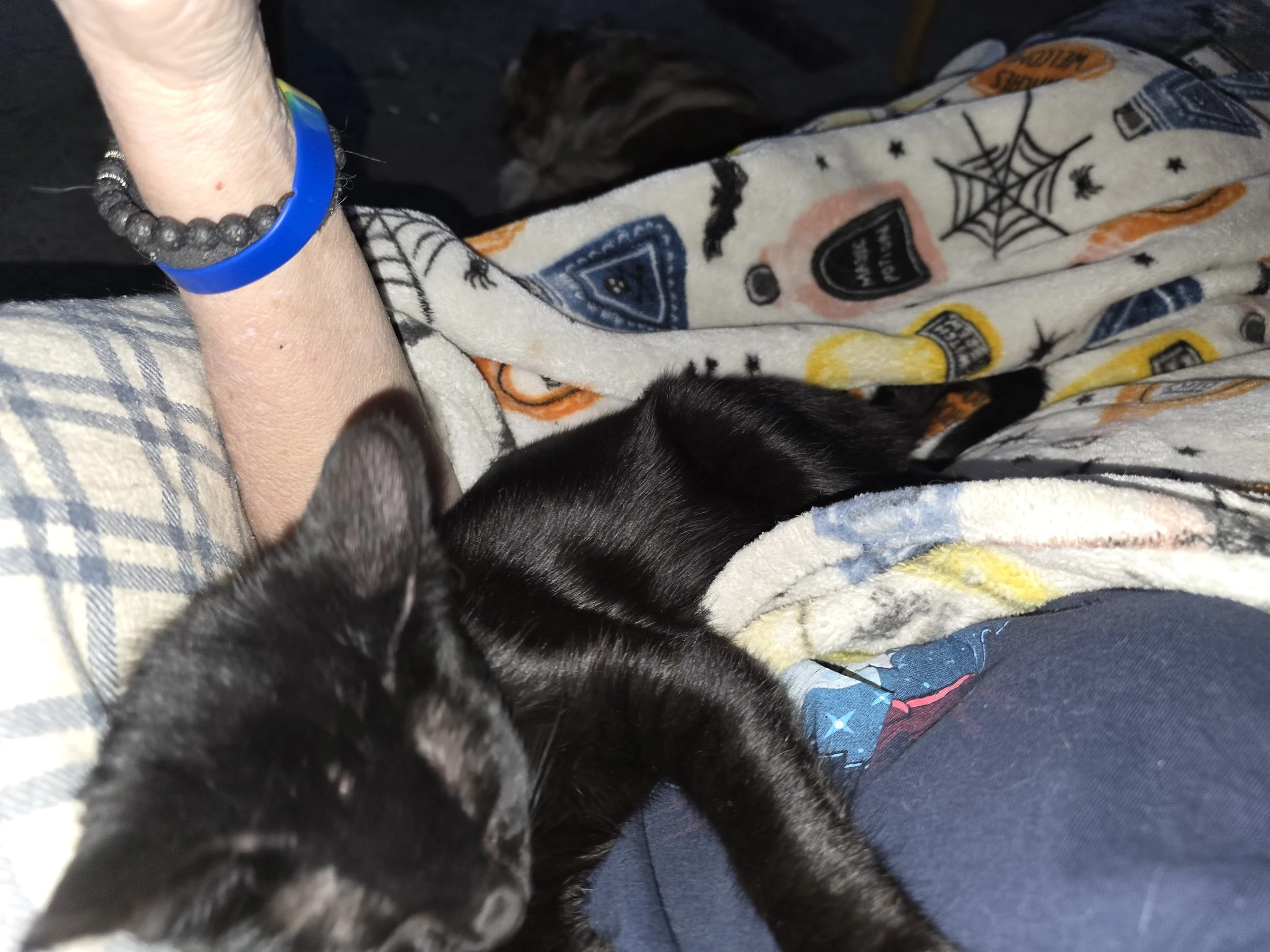Close-up of a person's arm wearing a blue wristband and a black beaded bracelet, holding a black kitten with white markings. The background shows a patterned fabric with Halloween-themed designs like spider webs, skulls, and potions.