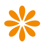 Orange flower with multiple elongated petals arranged in a radial pattern