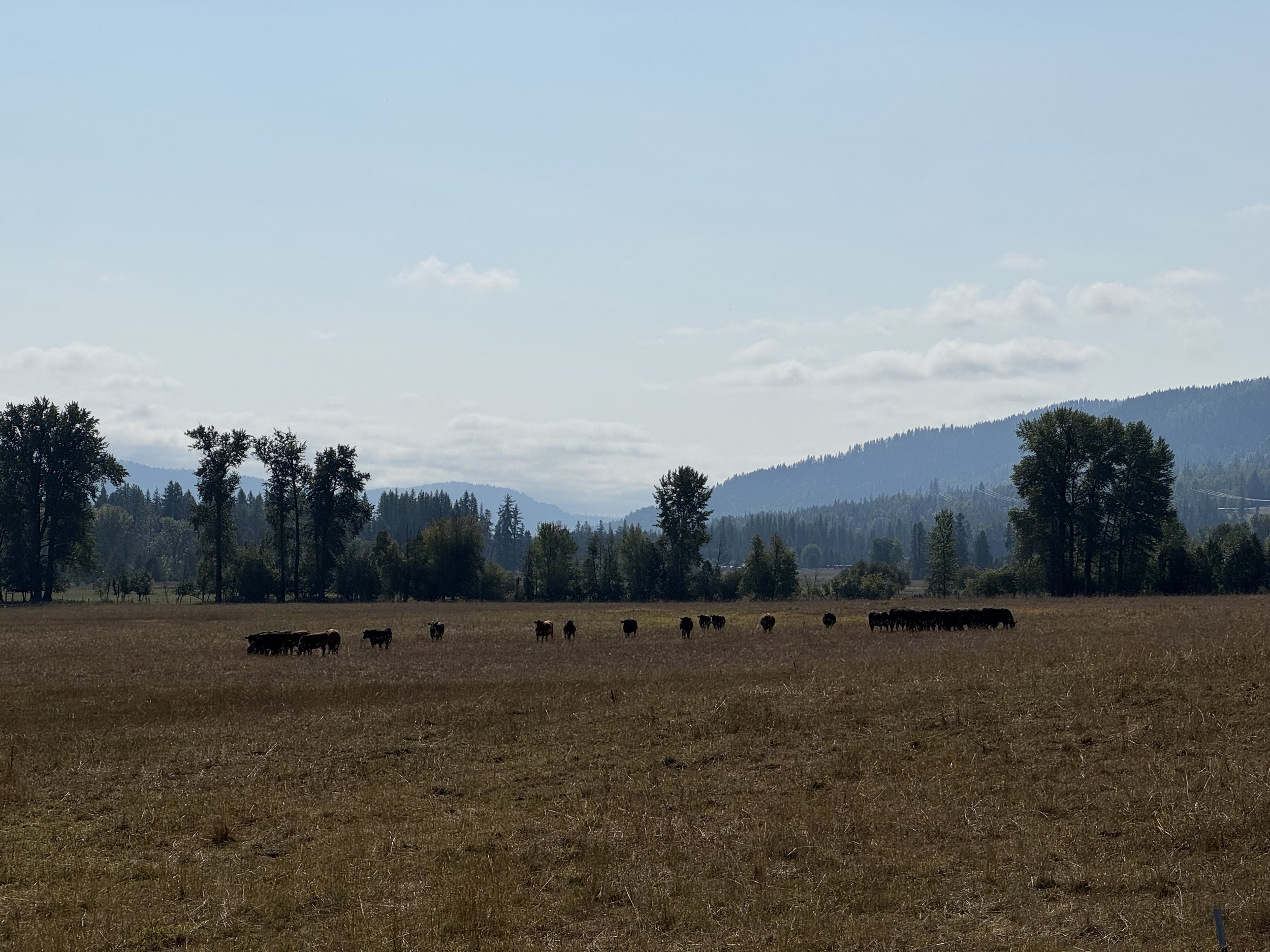 Through which identity door are you walking?