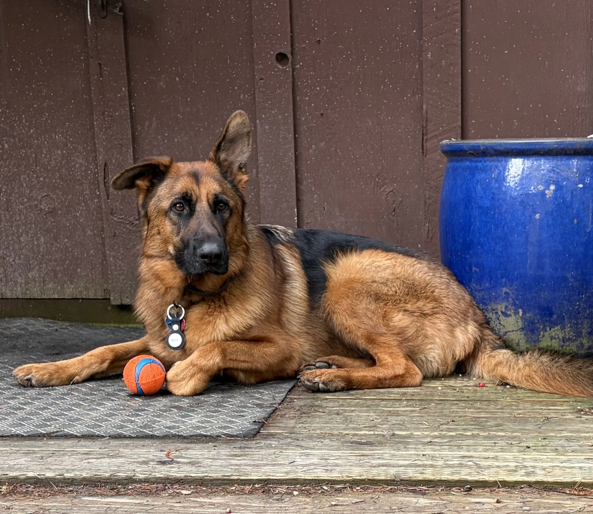 You Can Take the Dog Out of the Country, but You Can’t Take the Country Out of the Dog
