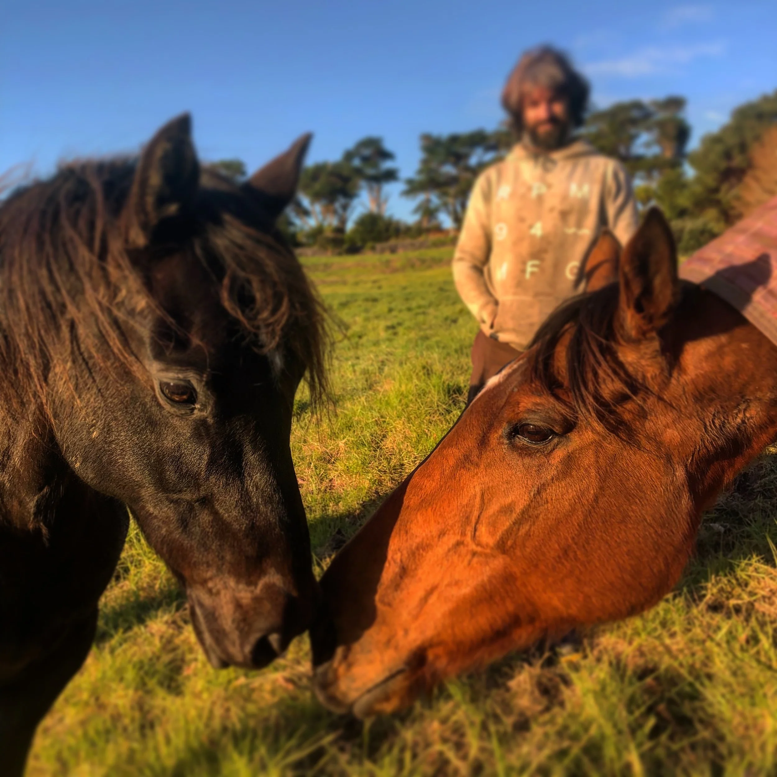 A person standing in a grassy field with two horses, one black and one brown, touching noses, under a blue sky with some trees in the background. Reflect and connect with horses, north auckland