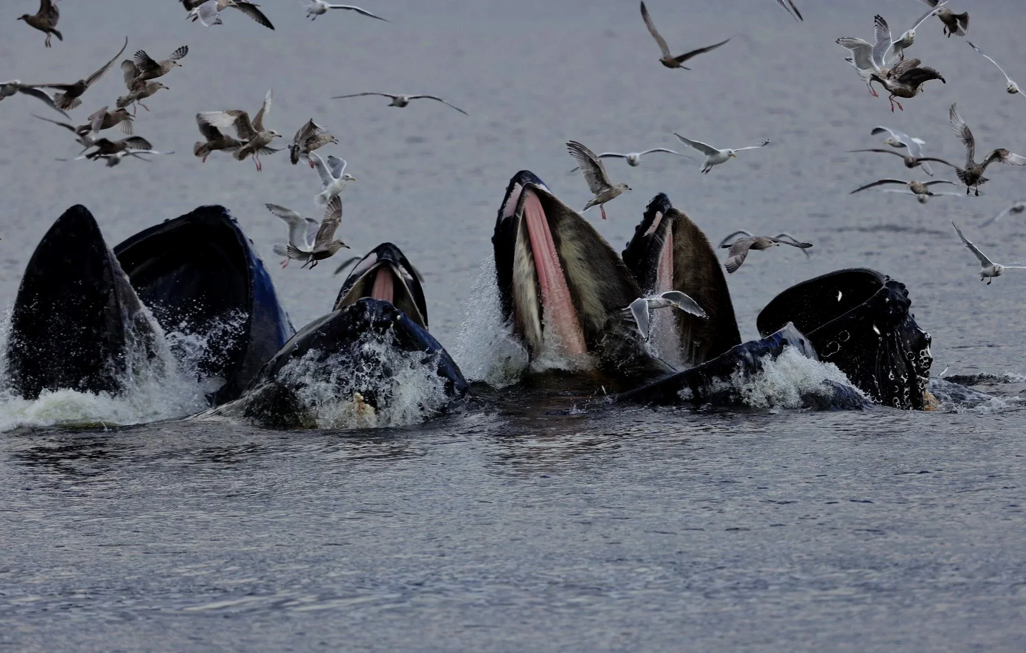 groupp bubble feeding.jpg