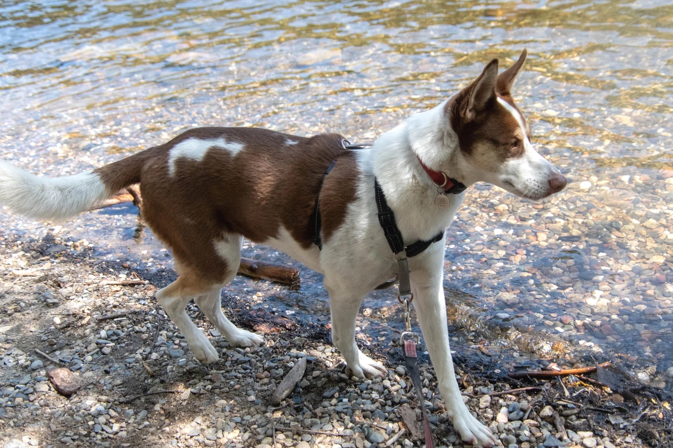 Coco the dog at the American River