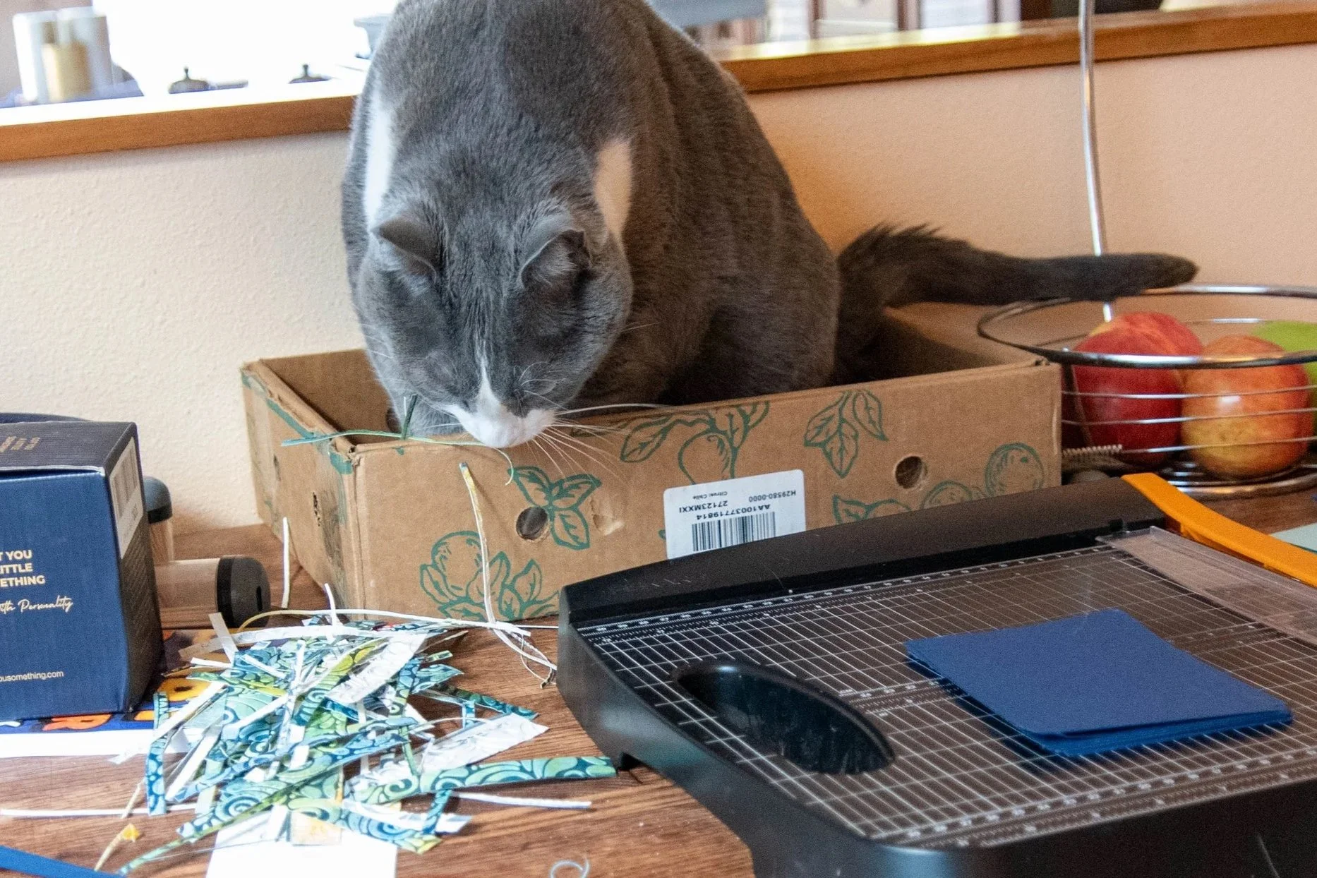 Smoke the Cat checking out the scraps