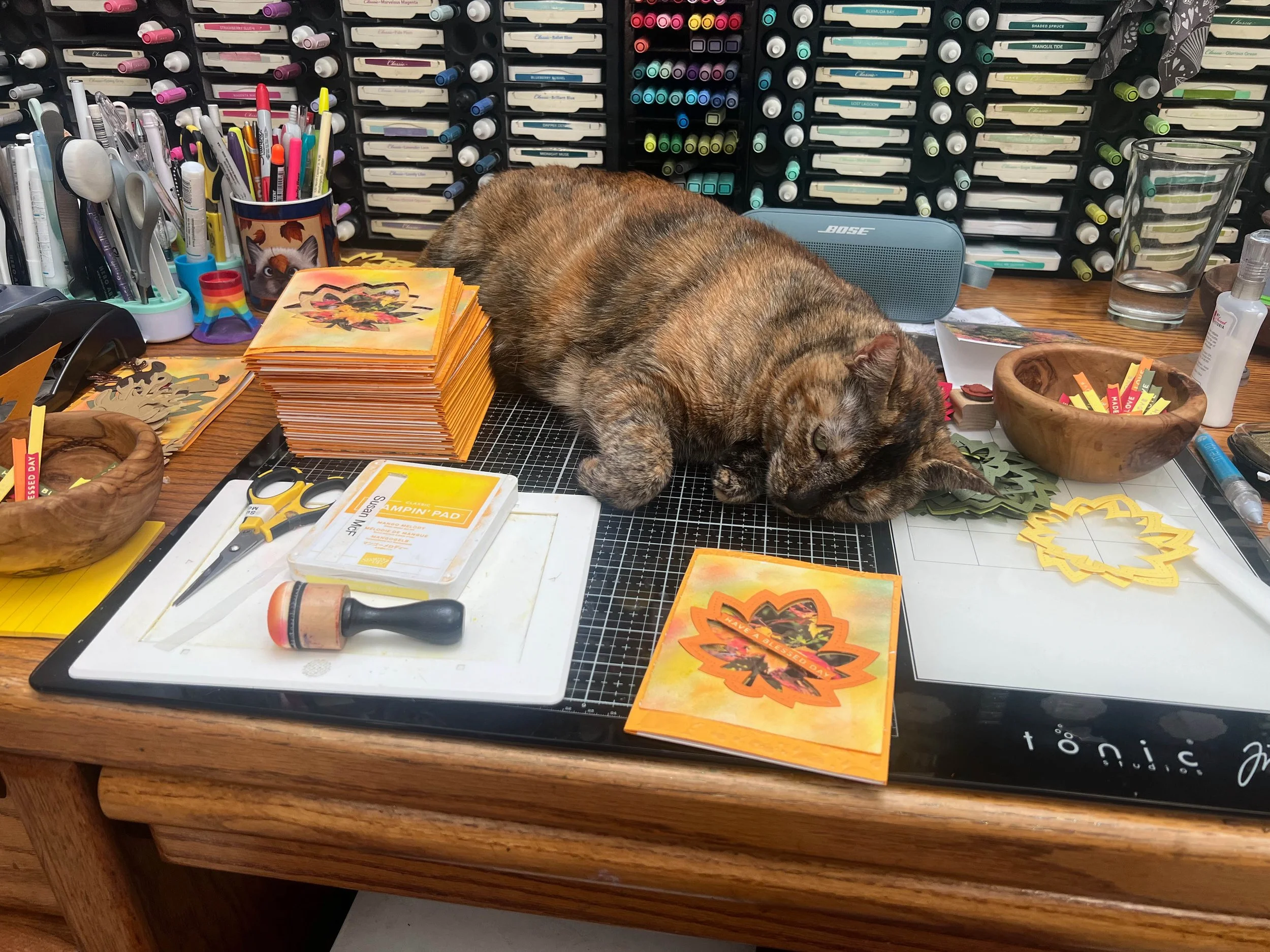 Blaze the cat quality check on autumn card