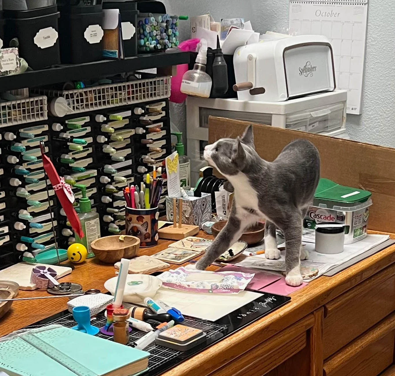 Smoke the cat inspecting the craft room
