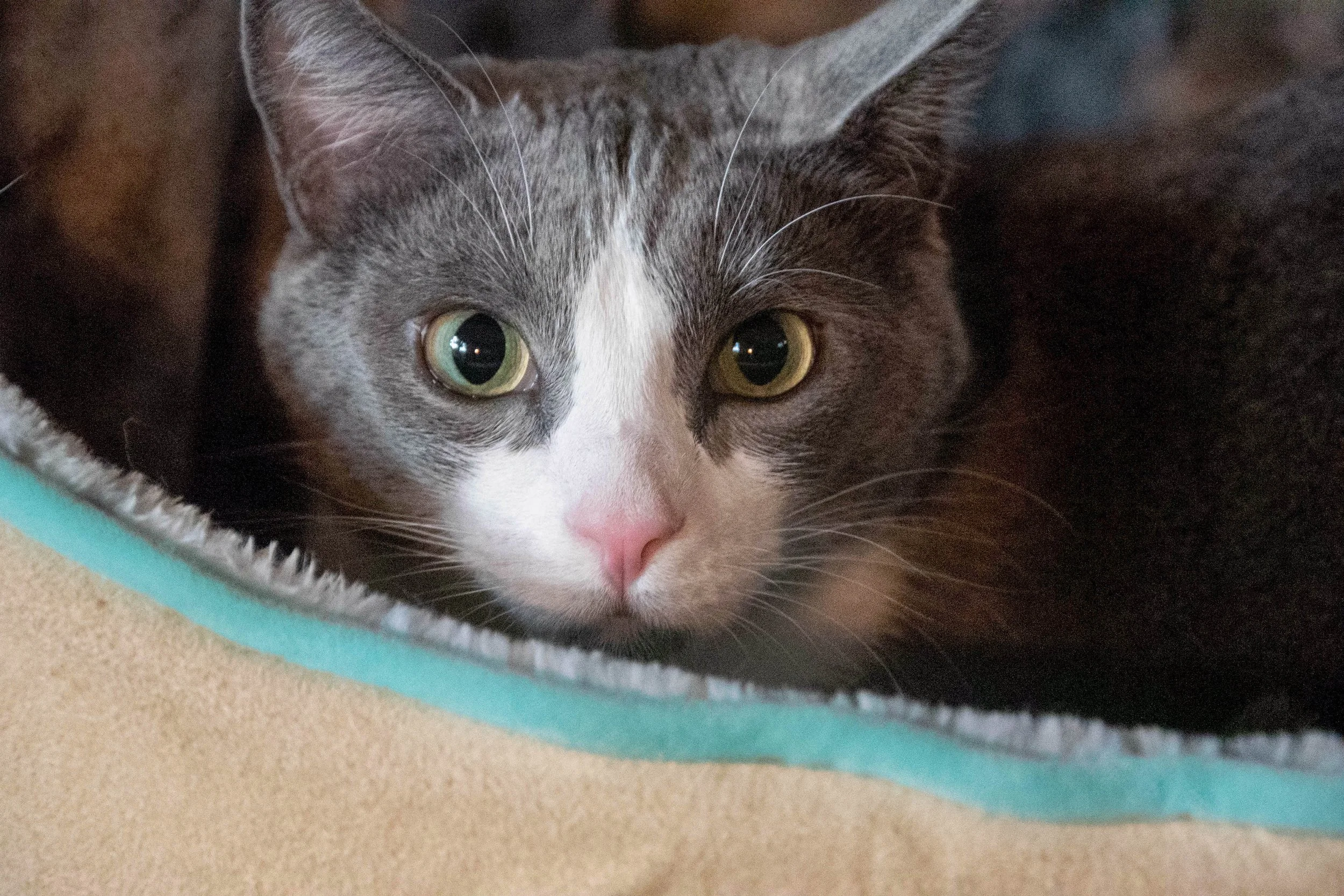 Smoke the Cat Supervisor