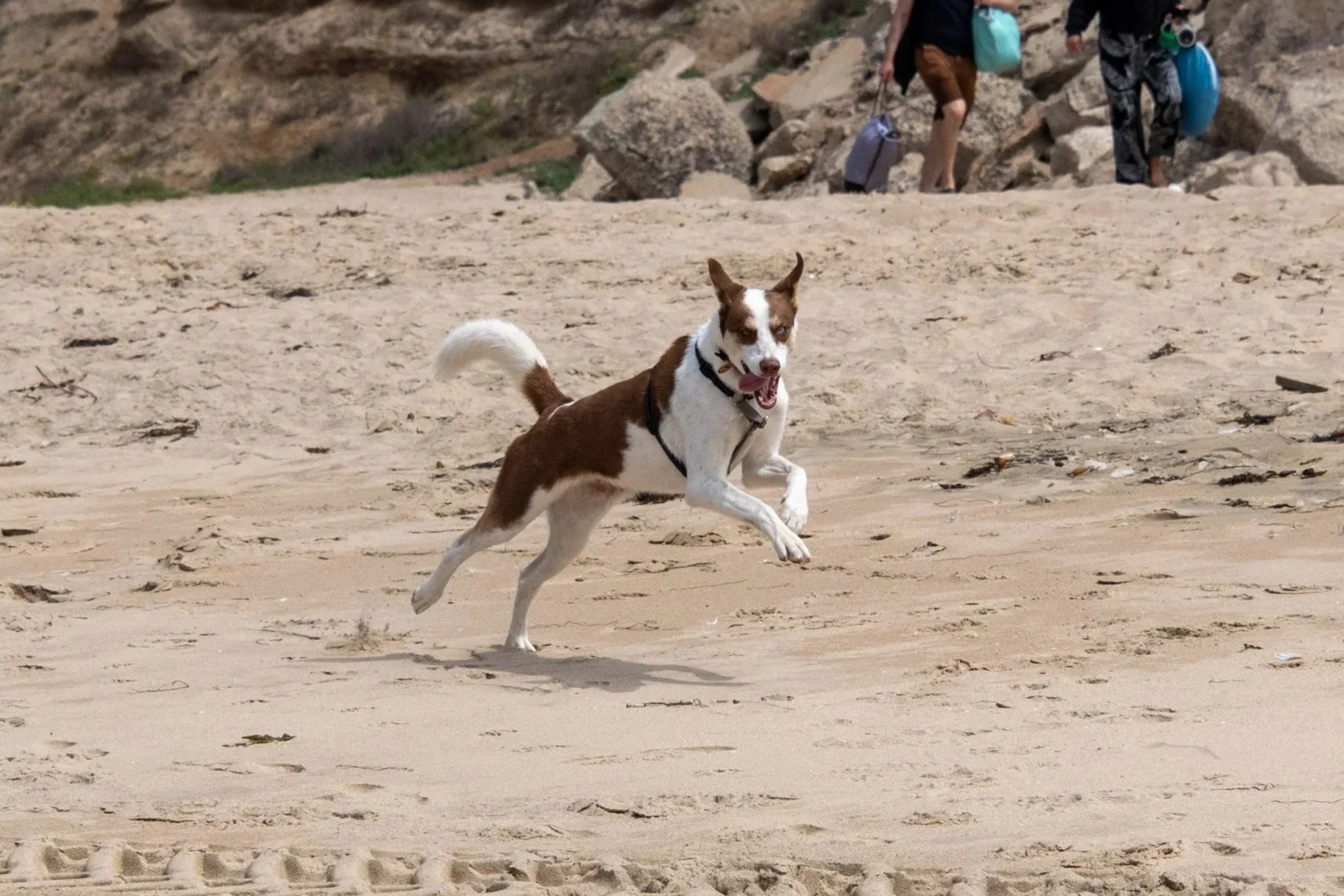 Coco the Dog on the Beach