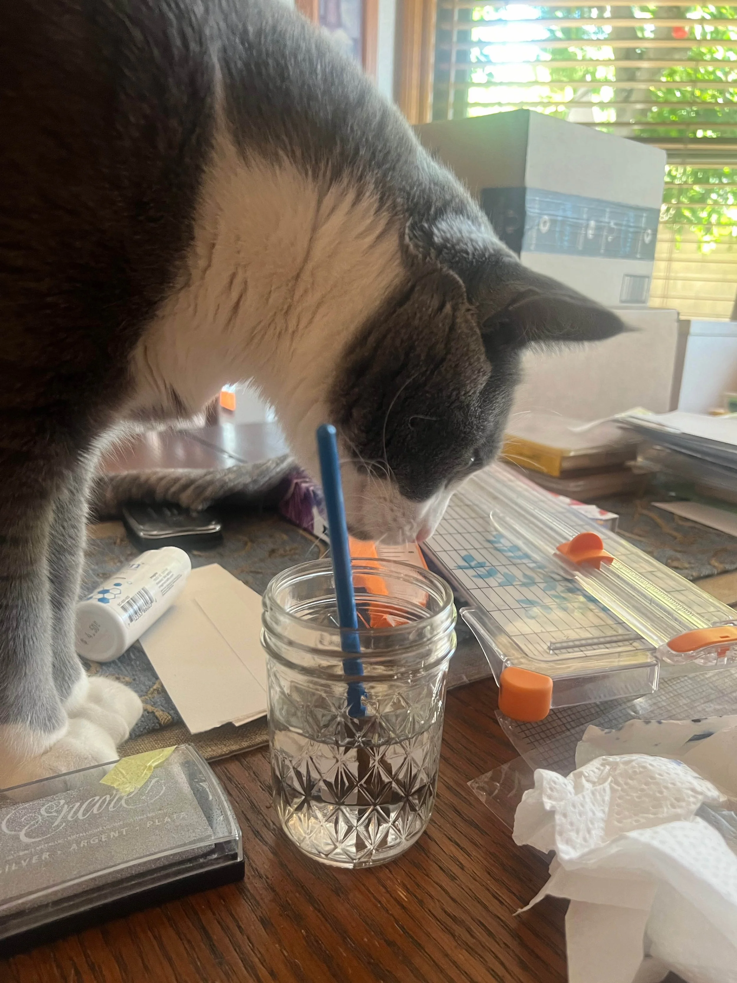 Smoke the cat about to watercolor