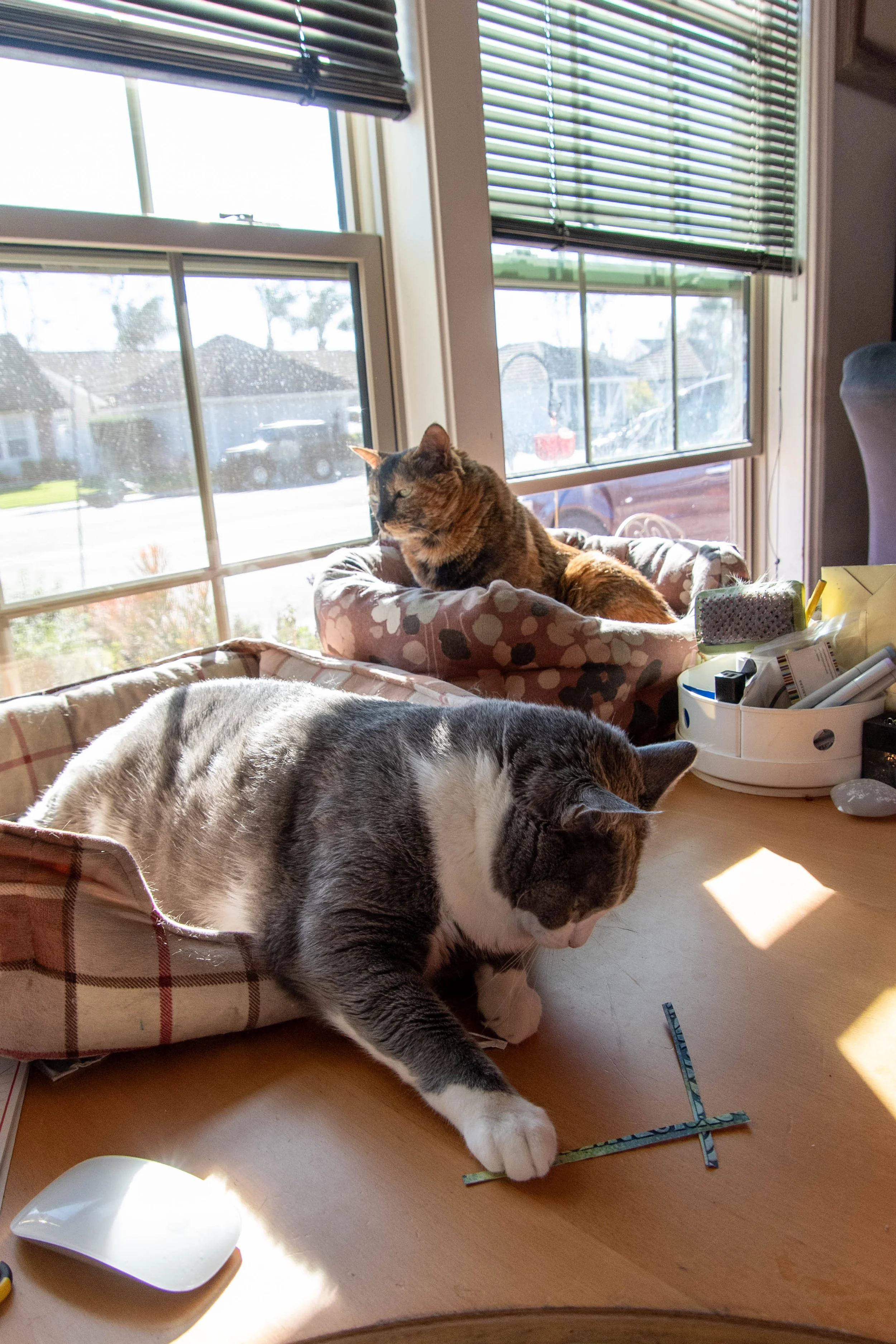 Smoke the Cate and Blaze the cat picking our card pieces