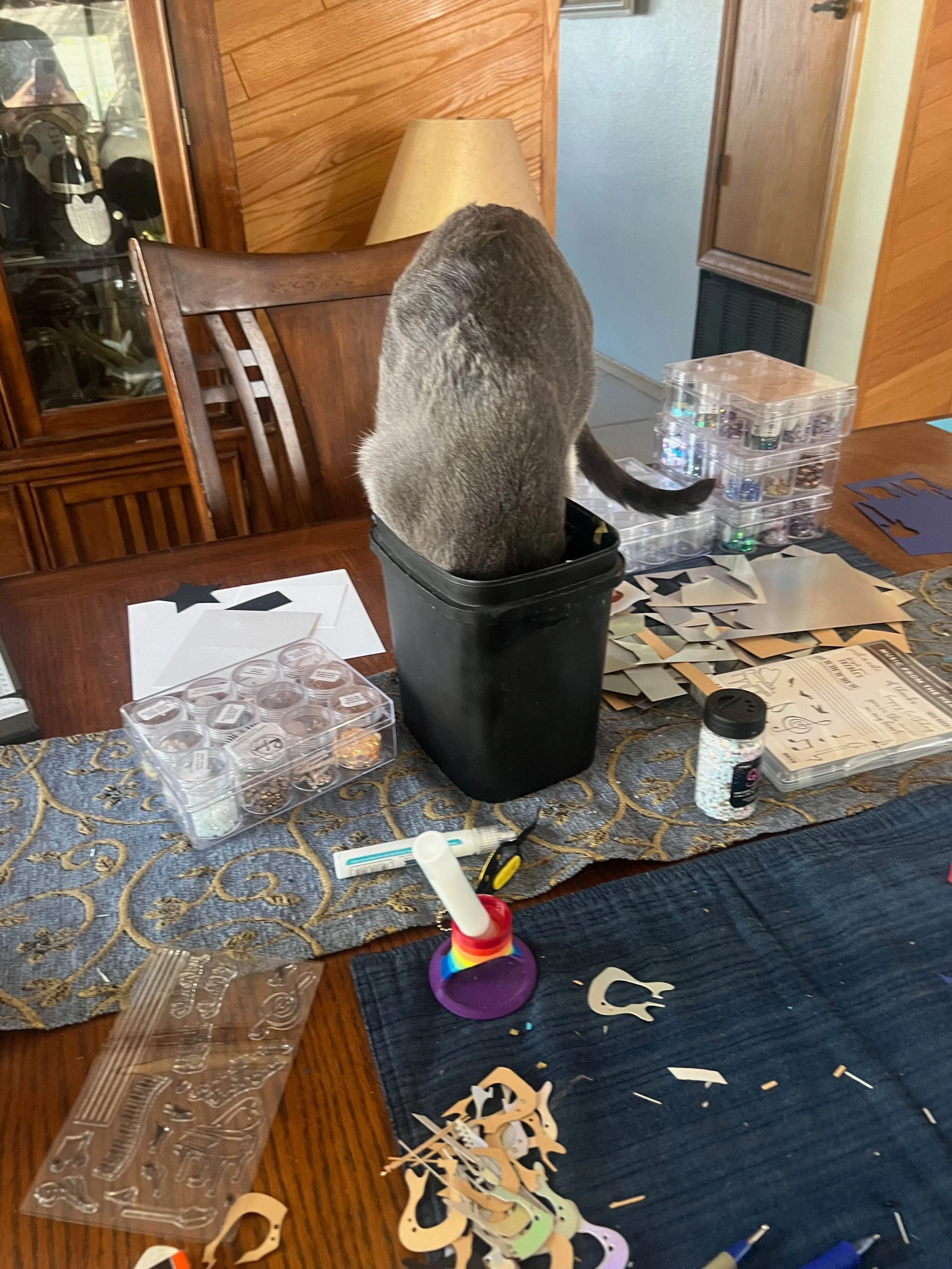 Smoke the cat dumpster diving