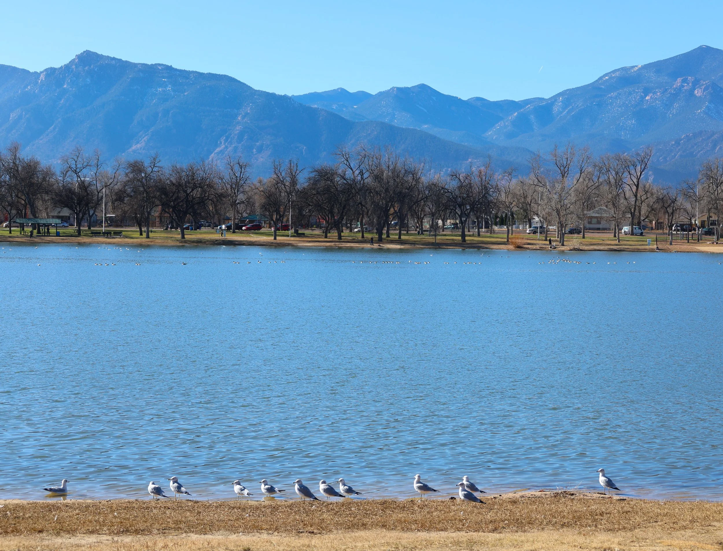 Seagulls standing by a lakeshore with trees, houses, and mountains in the background on a clear, sunny day.