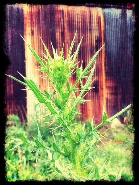 A close-up of a green thorny plant in front of a wooden fence.
