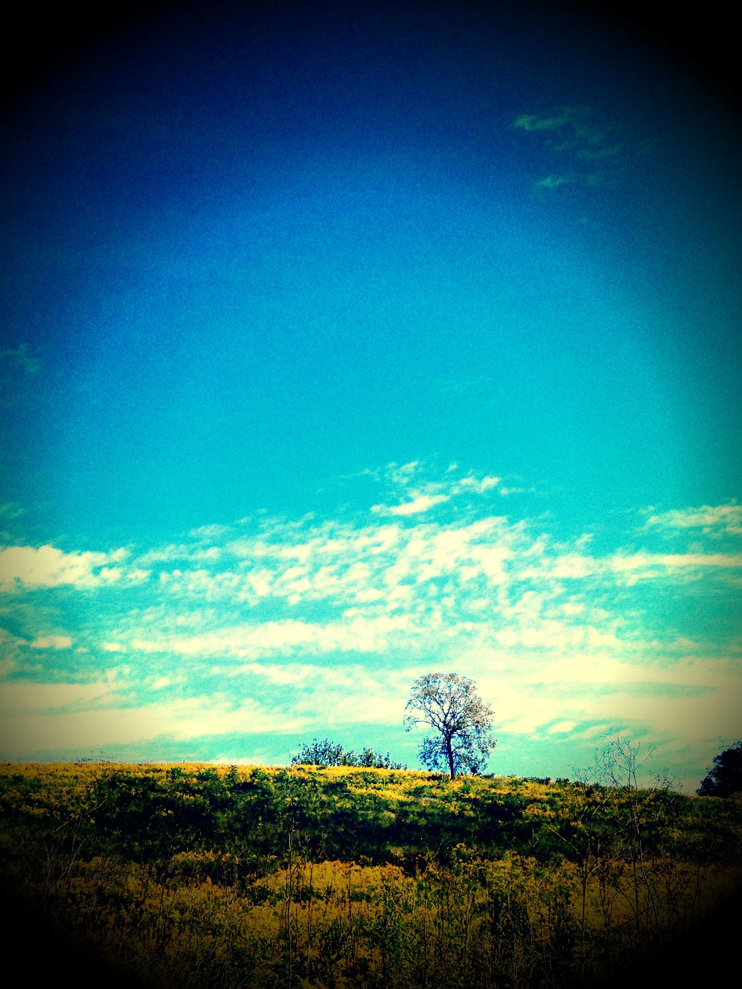 Single tree on a grassy hill beneath a bright blue sky with wispy clouds.
