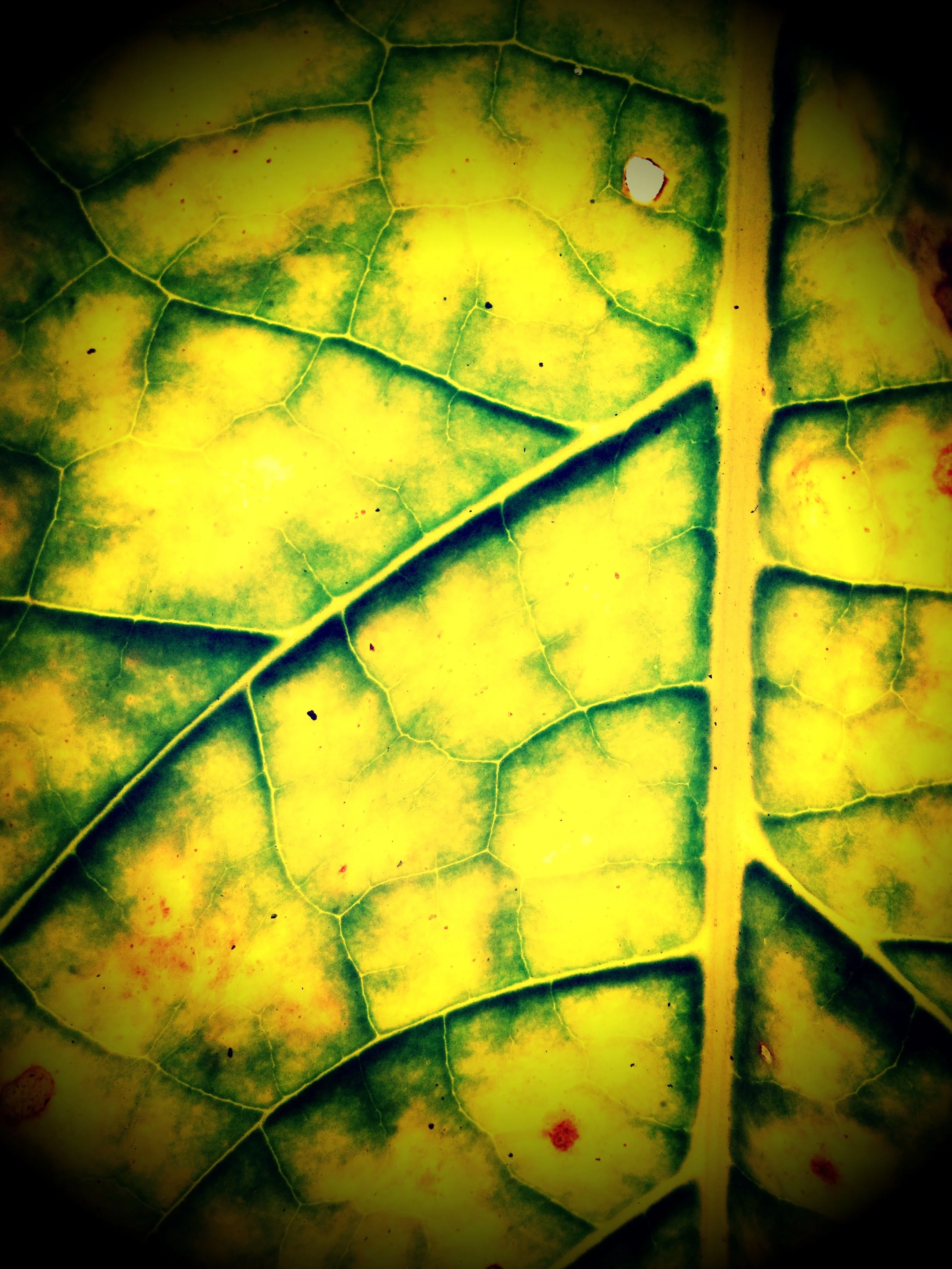 Close-up of a green and yellow leaf showing detailed veins and spots.