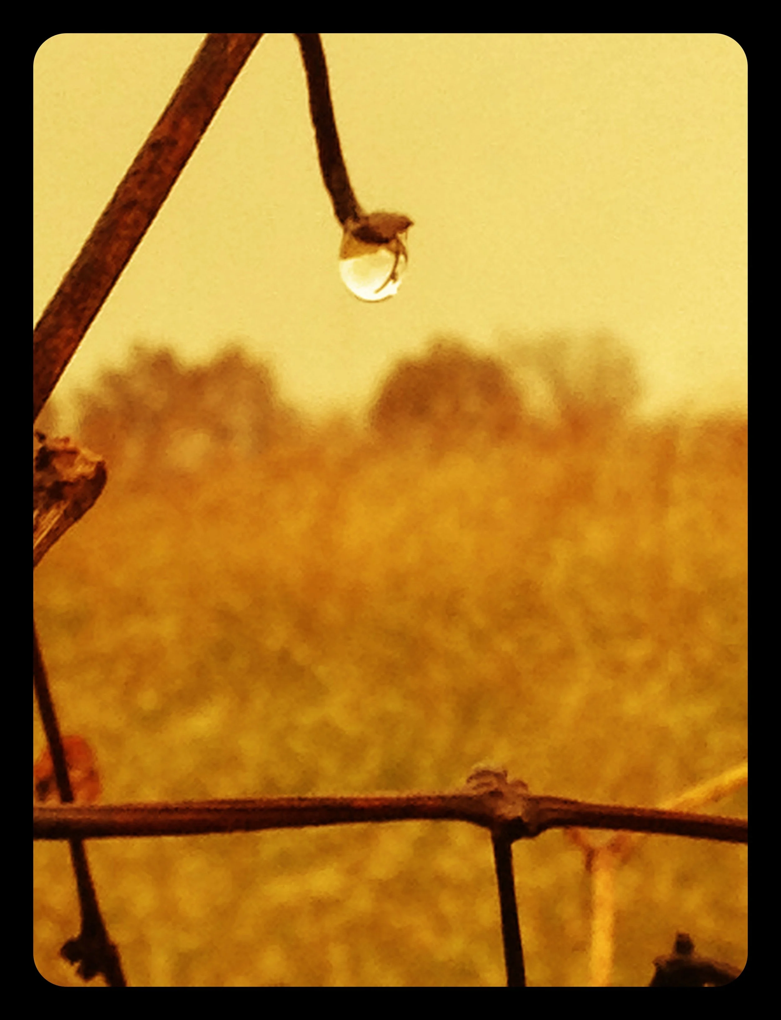 A close-up of a water droplet hanging from a small branch against a blurred background of a field and trees.