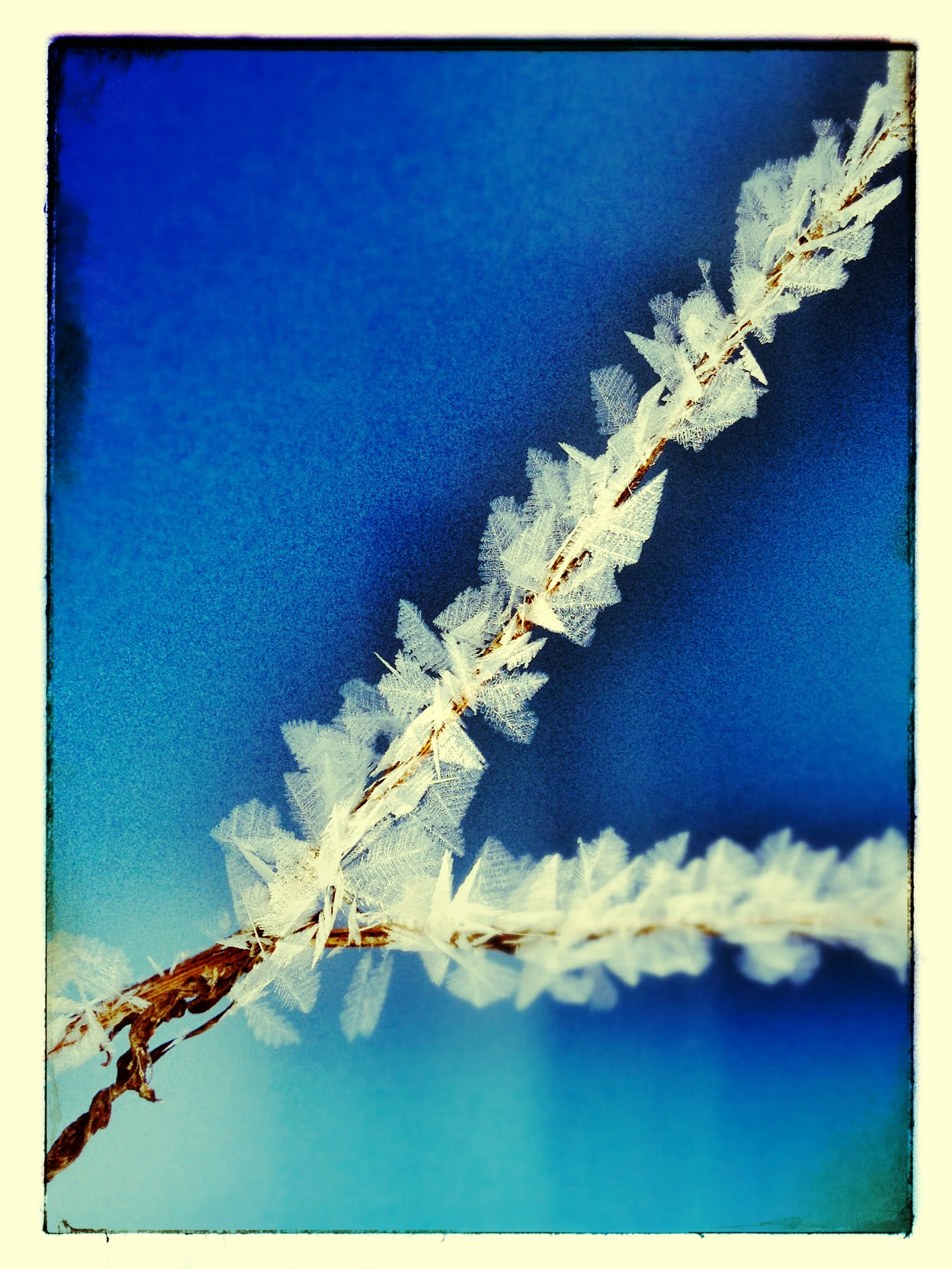 Close-up of a frosty plant stem with ice crystals against a blue sky.