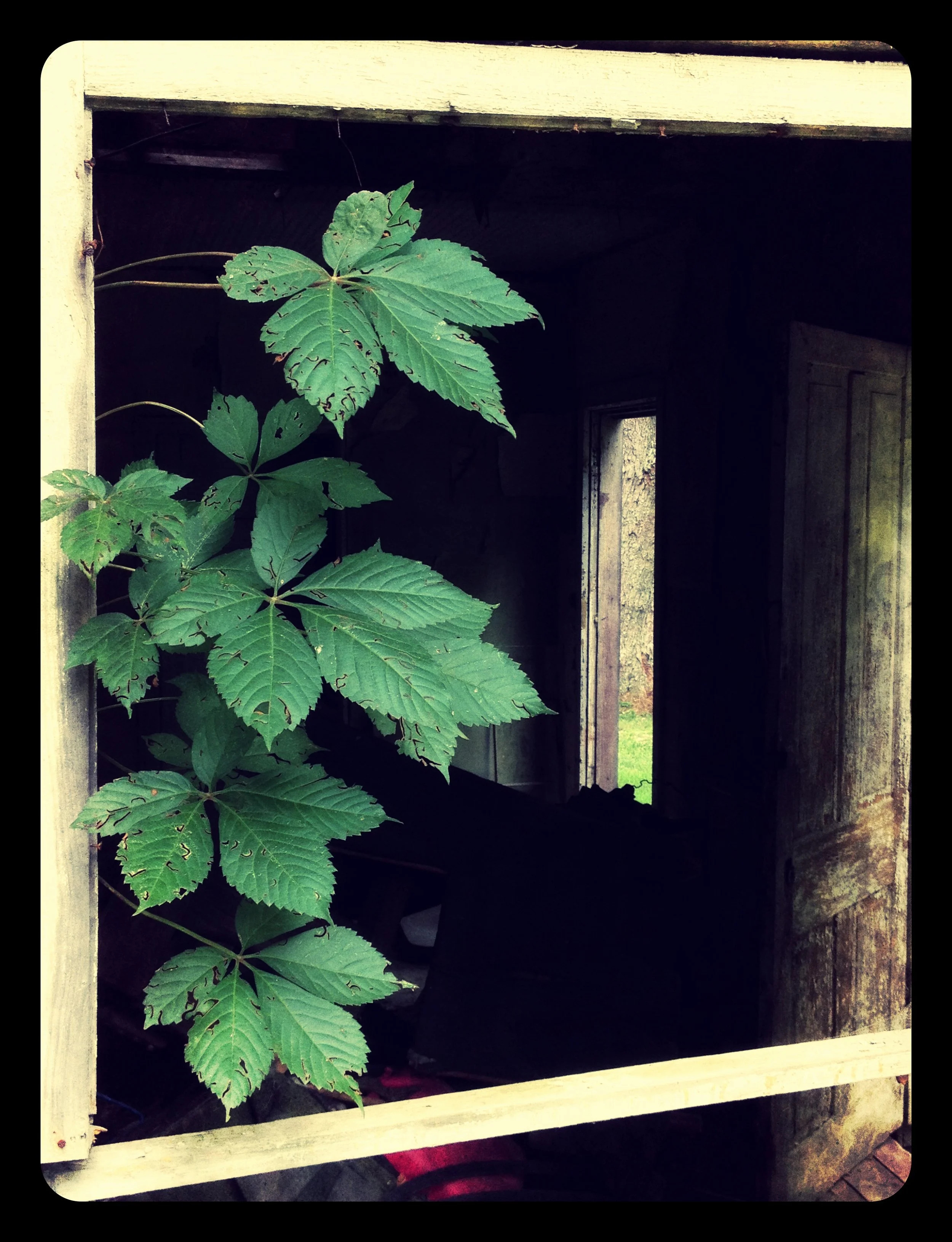 Green raspberry leaves growing inside a wooden window frame in an old building.