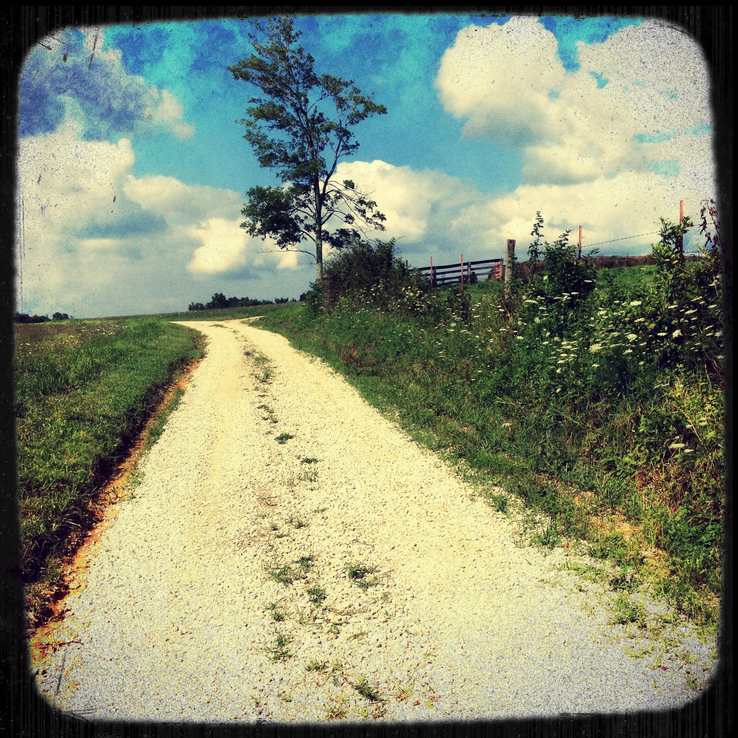 A gravel country road with tire tracks, flanked by green fields and wildflowers, leading to a wire fence and a single tree under a cloudy blue sky.