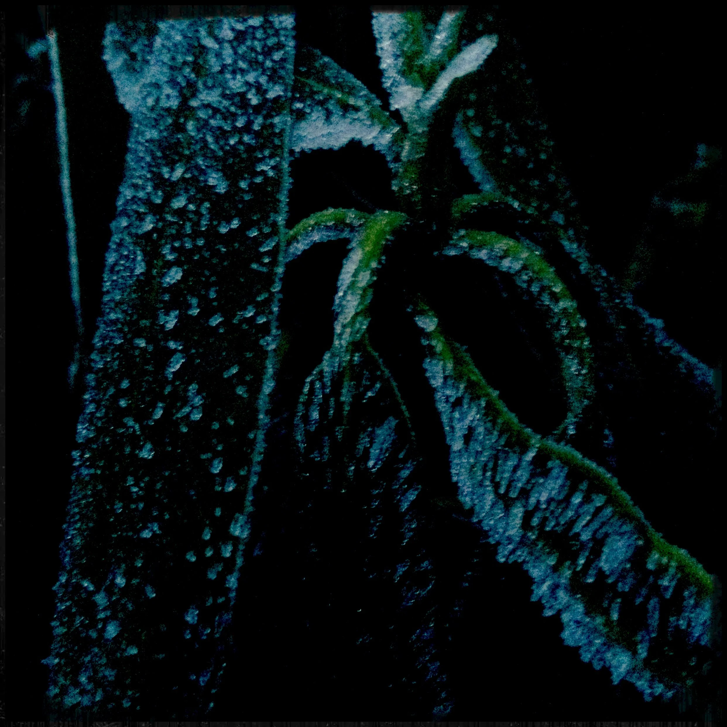 Close-up of frosty, textured plant leaves with icy crystals on dark background.