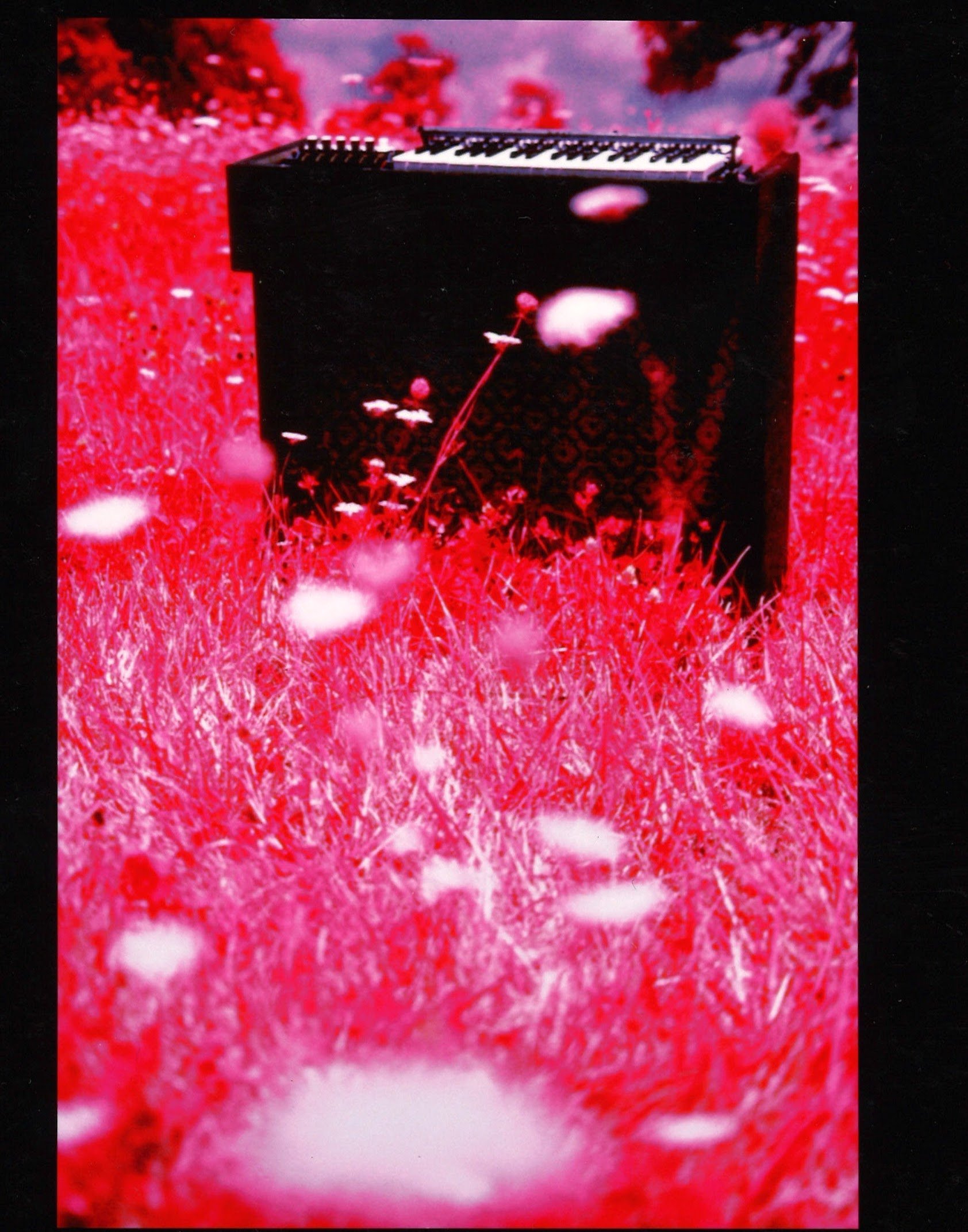 Black keyboard synthesizer placed on pink field of grass with pink and white flowers in the background.