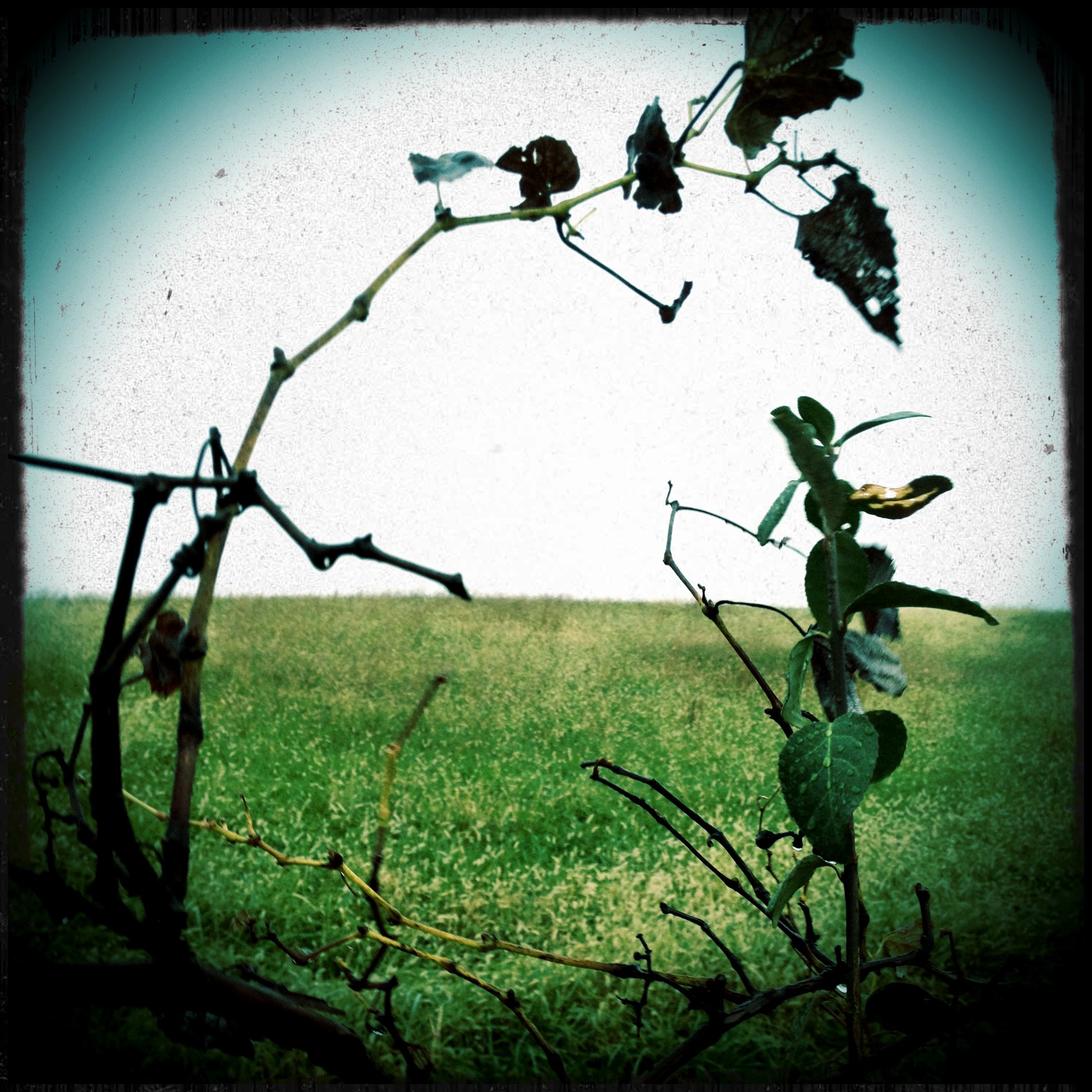 View through a window with a vine and dried leaves in the foreground, with a grassy field and a pale sky in the background.