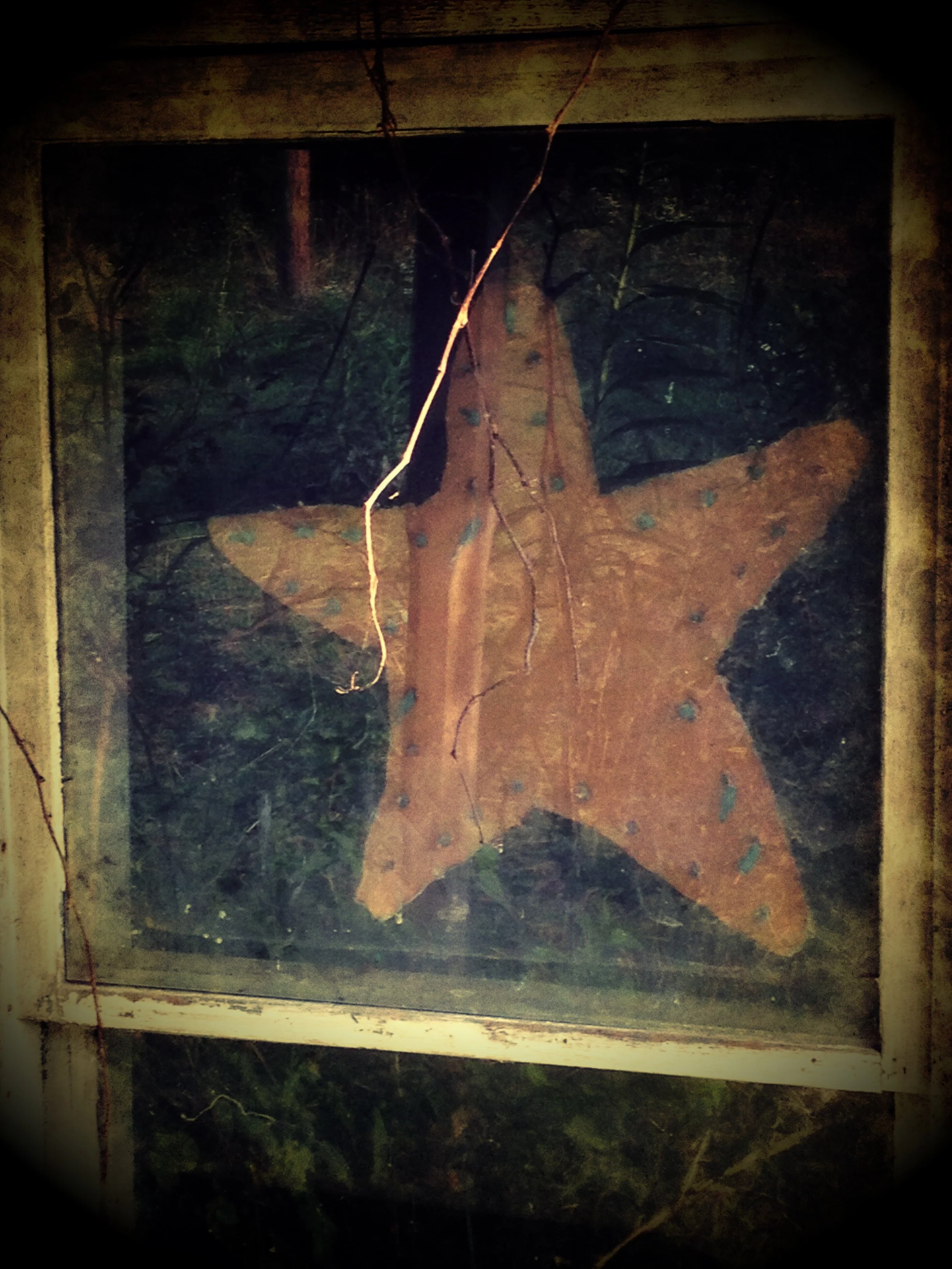 A large, orange starfish with blue spots, mounted behind a glass window with dirt and debris, set in a wooden frame.