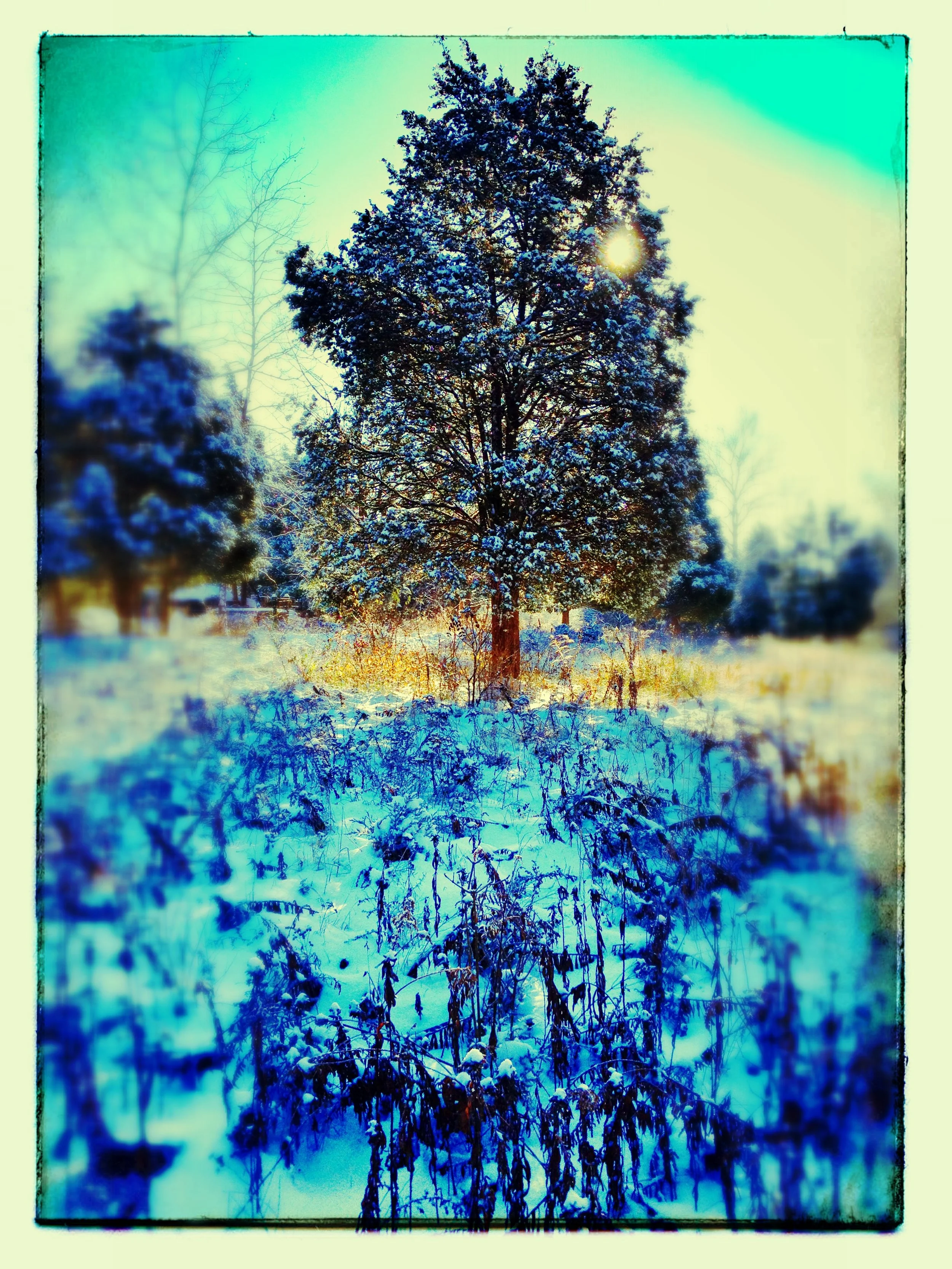 Snow-covered tree in a winter landscape with a bright sun in the sky.