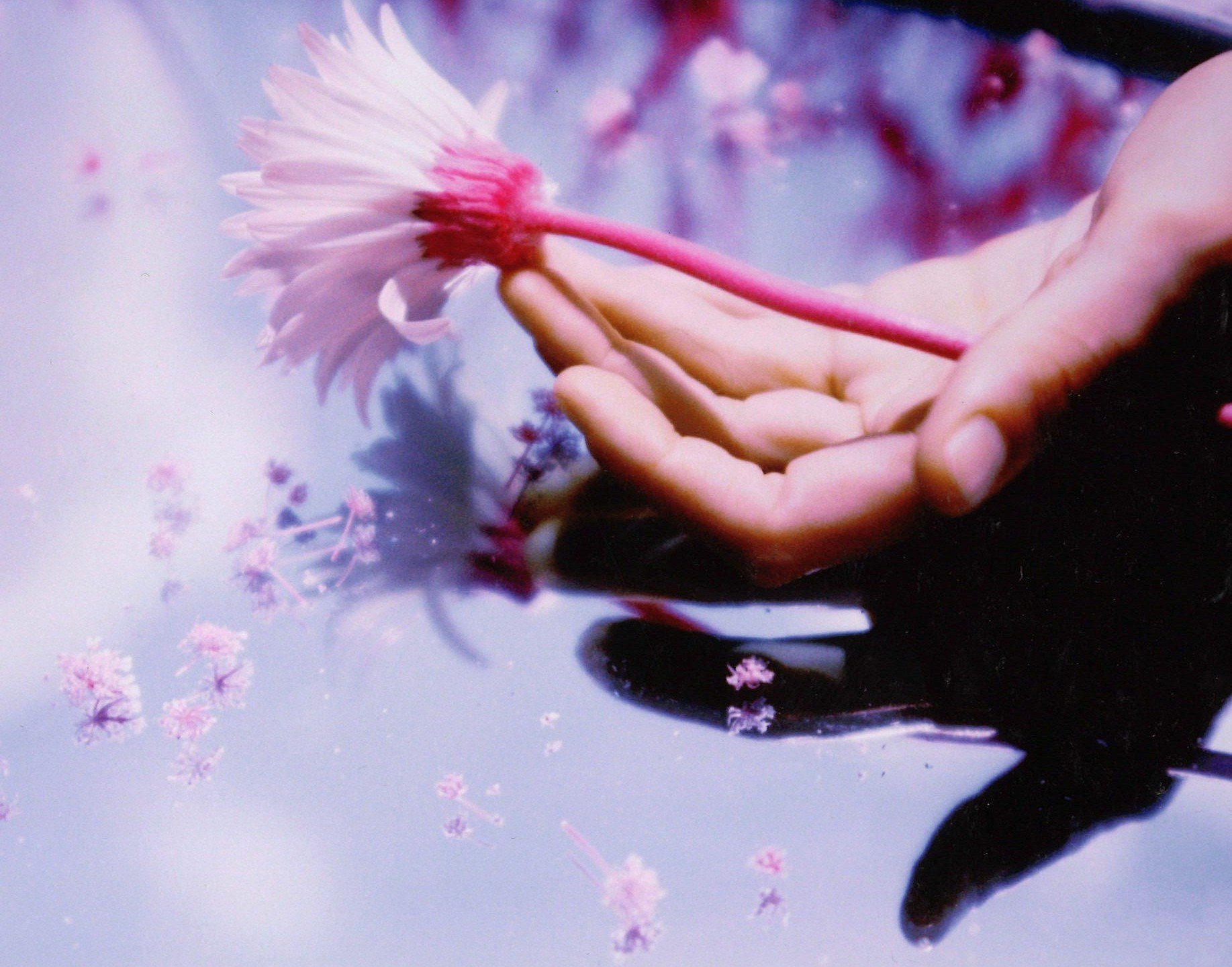 A person's hand holding a pink cherry blossom flower over water with floating petals and reflections.