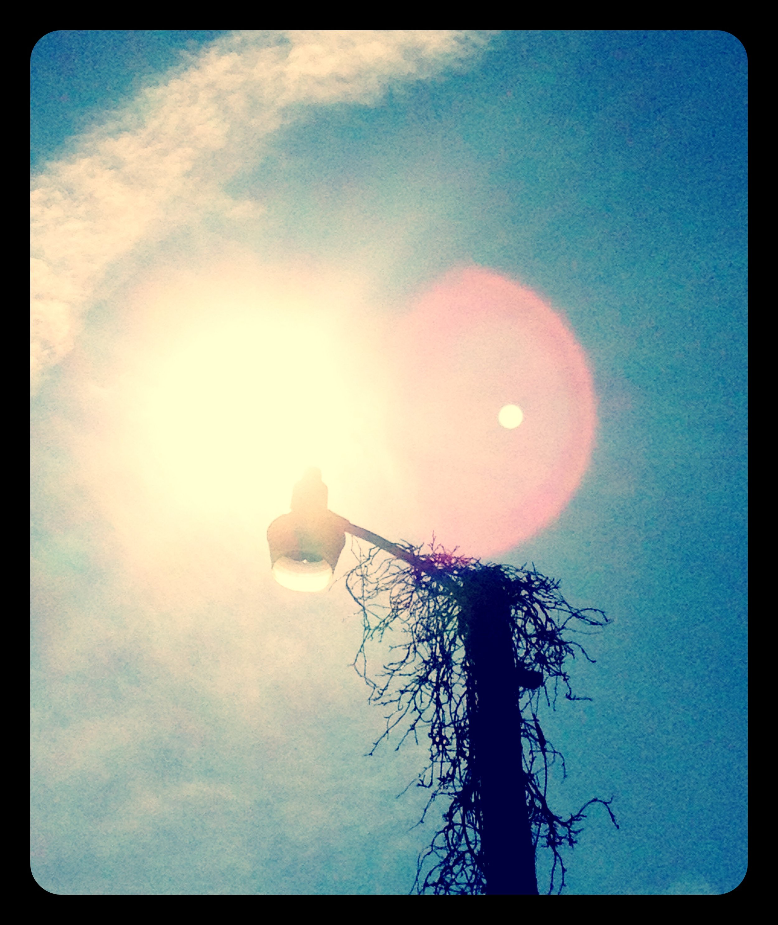 A streetlight pole with a broken or dead tree next to it, with the sun shining brightly and causing a lens flare in the sky.