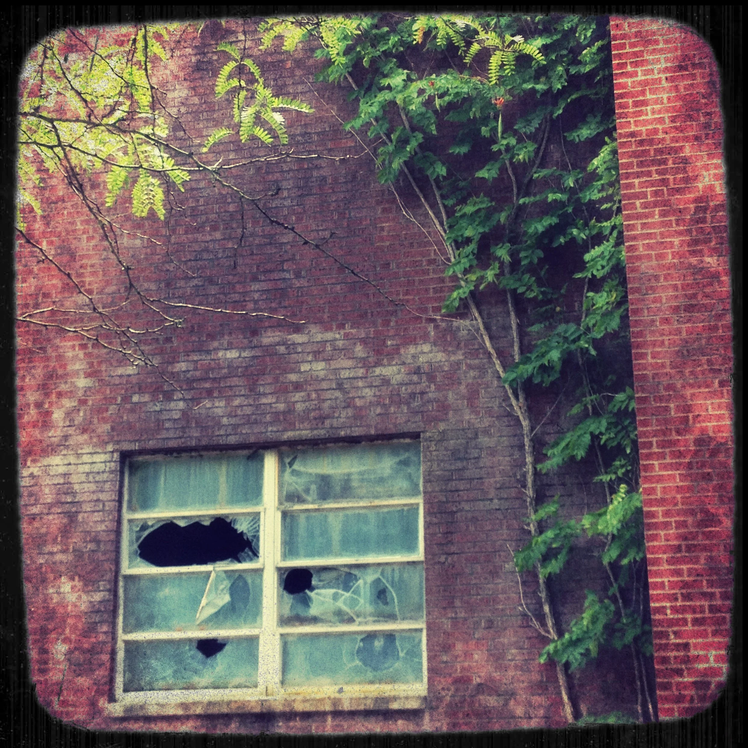 Broken window on a brick building with green plants and vines growing on the wall.