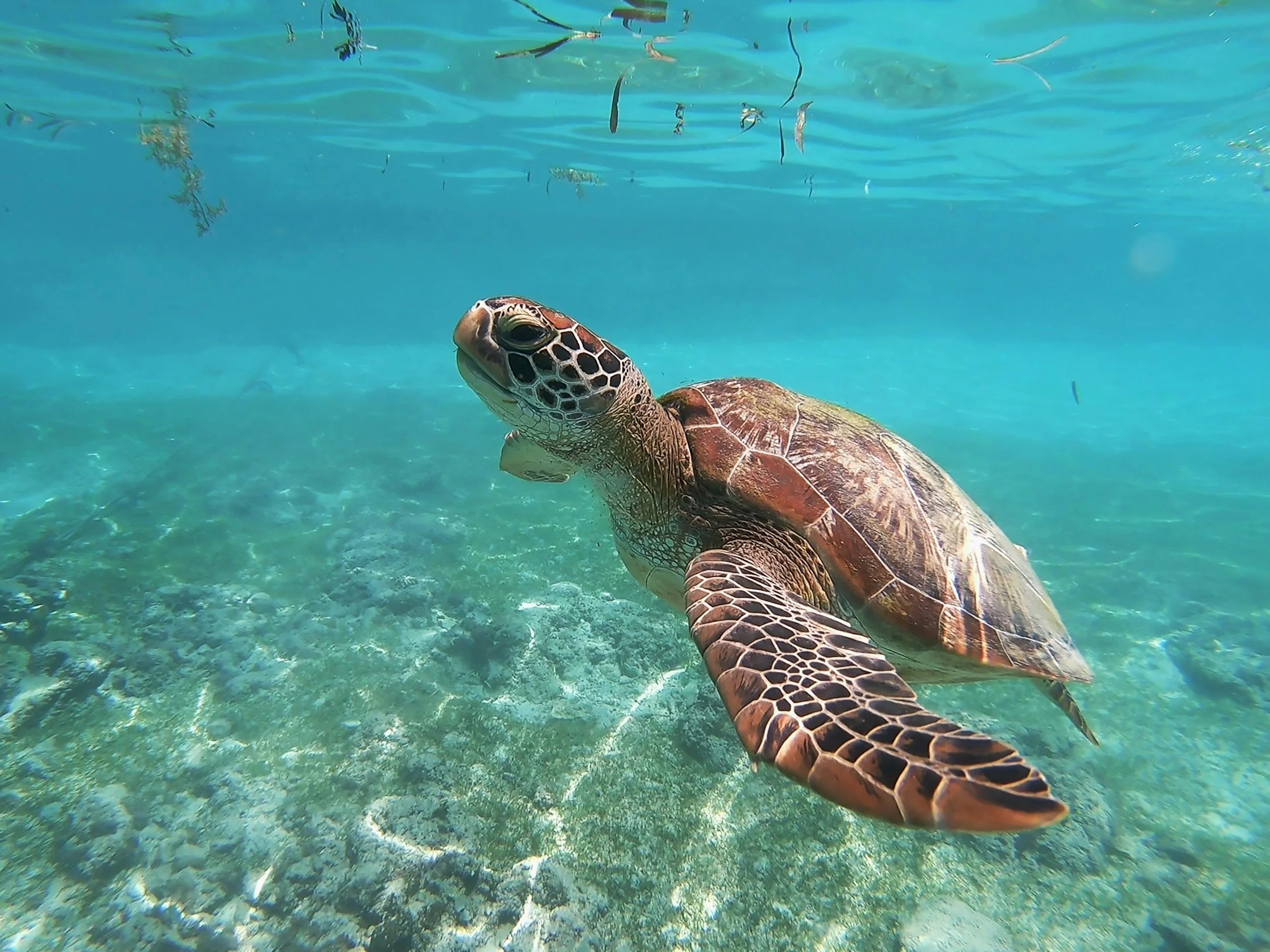 A sea turtle swimming underwater near the ocean floor with clear blue water and some seaweed in the background.